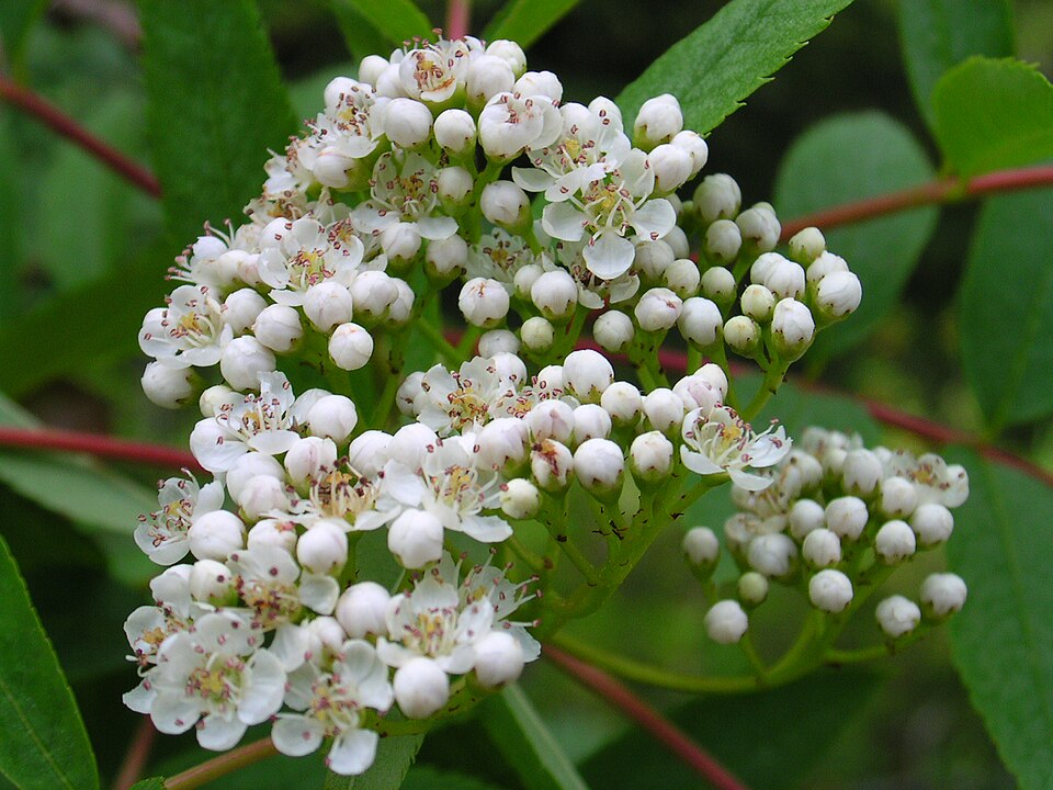 American Mountainash (Sorbus americana) - PlantNative.org American Mountainash (Sorbus americana) bright red-orange fruit clusters against green foliage