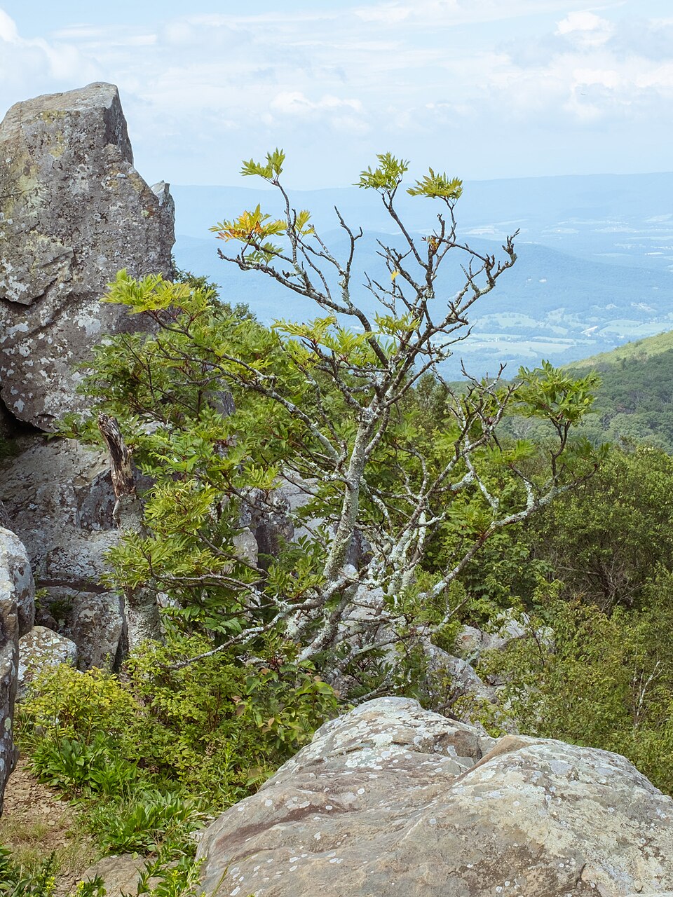 American Mountainash (Sorbus americana) - PlantNative.org American Mountainash (Sorbus americana) compound pinnate leaves showing serrated leaflets
