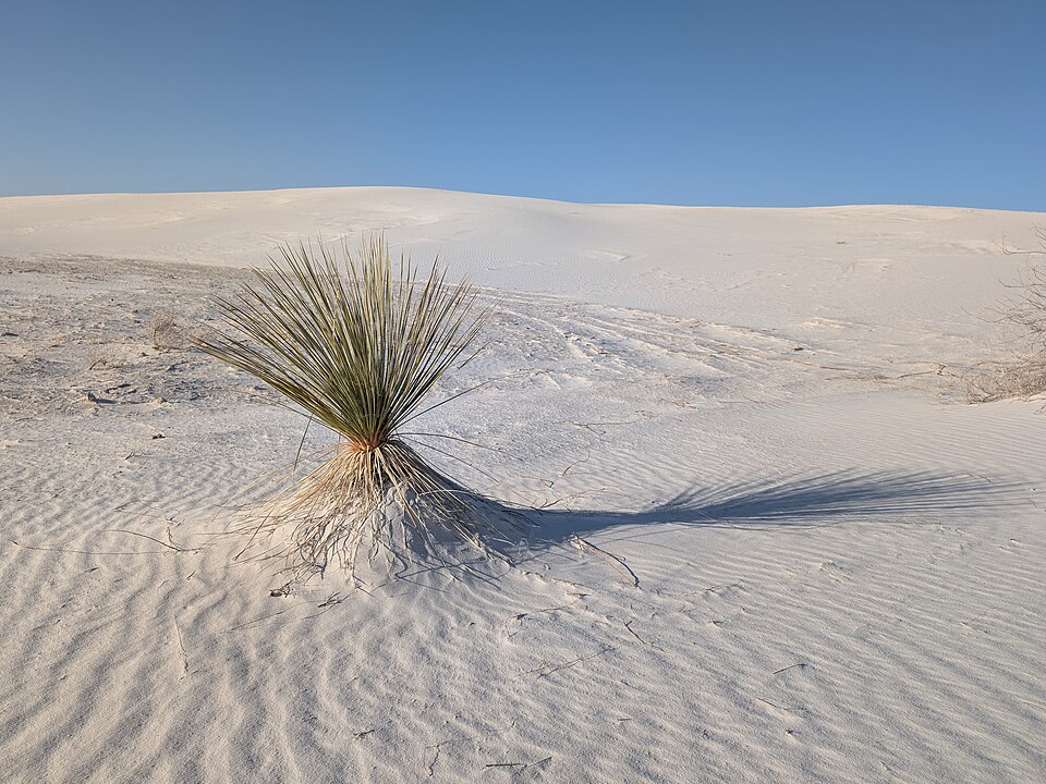 Soaptree Yucca (Yucca elata) showing tall white flower spike rising from rosette of narrow leaves in New Mexico desert