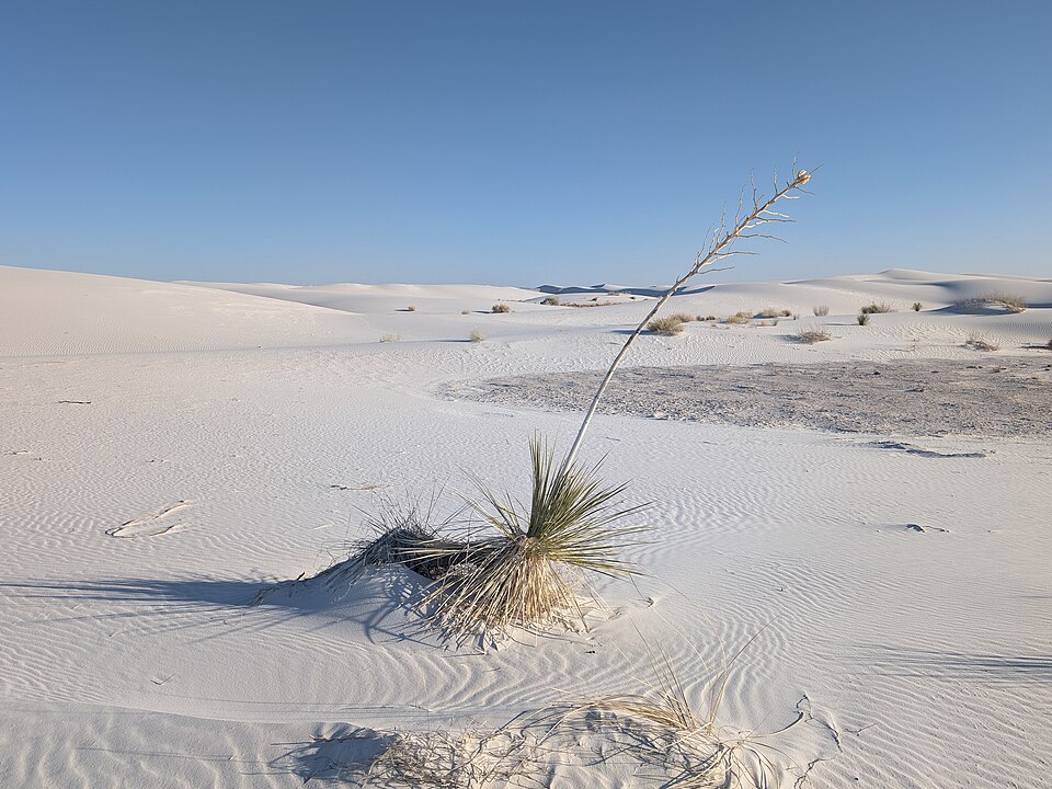 Soaptree Yucca rosette showing characteristic narrow leaves with white fiber margins and sharp tips