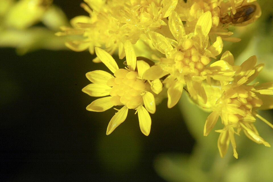 Stiff Goldenrod (Solidago rigida) - PlantNative.org Stiff Goldenrod (Solidago rigida) showing characteristic flat-topped golden flower clusters and sturdy stems