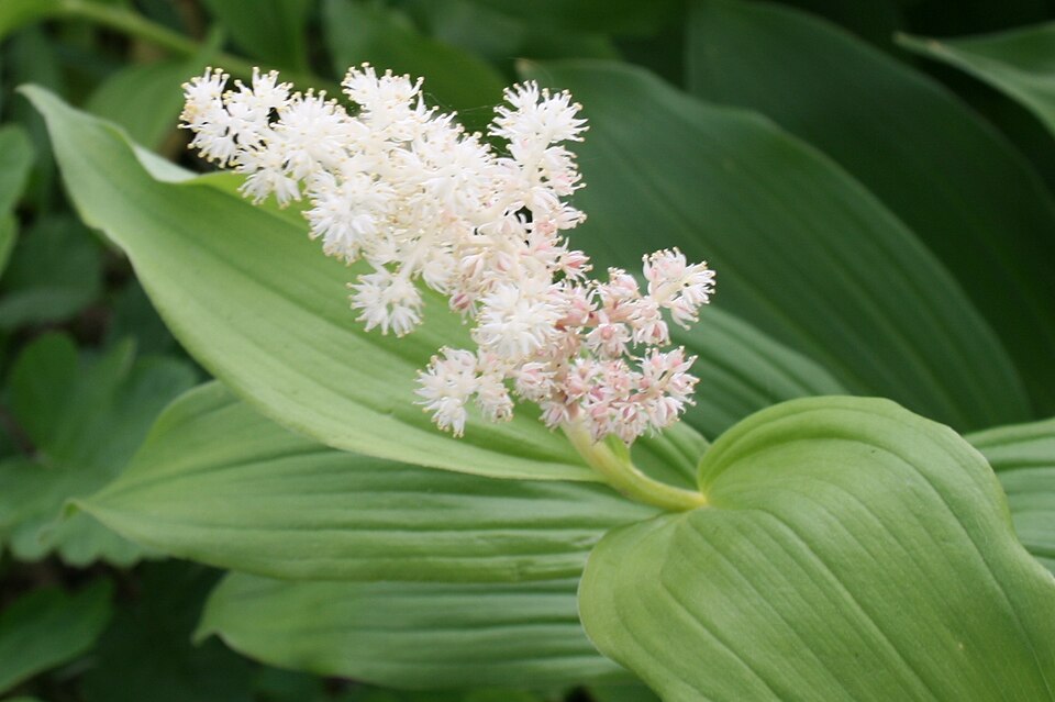 Solomon's Plume (Smilacina racemosa) close-up of the terminal feathery plume of tiny white starry flowers