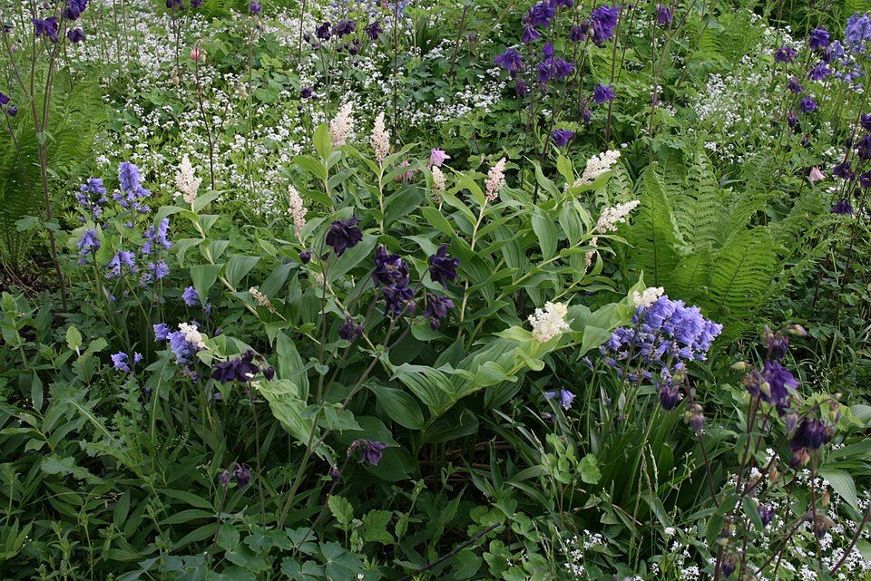 Solomon's Plume (Smilacina racemosa) plant showing gracefully arching stems with broad leaves and a terminal white flower plume