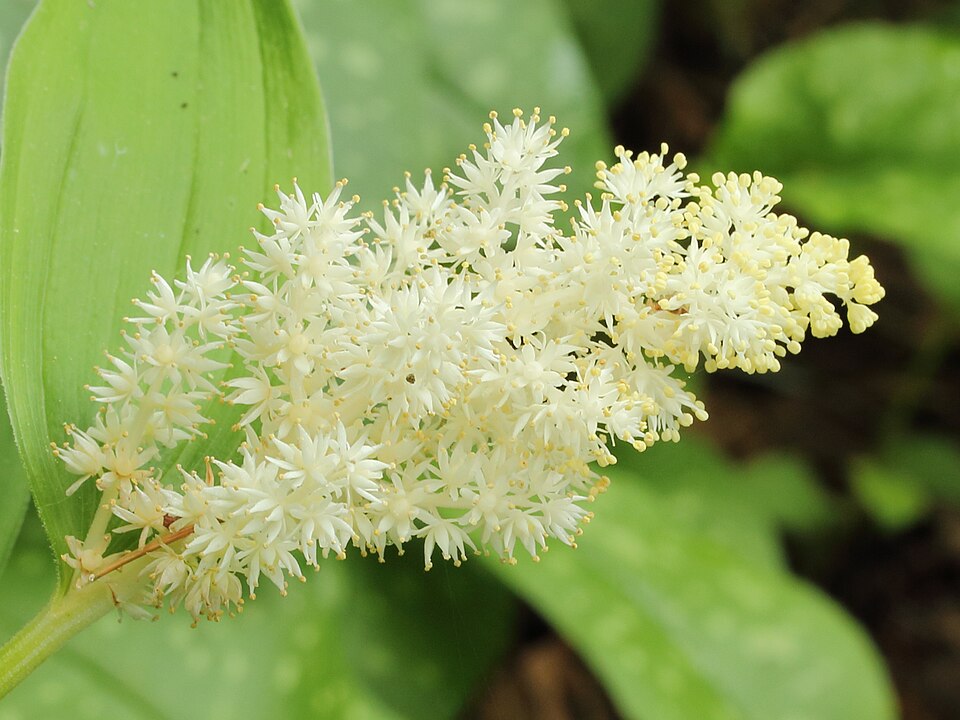 Solomon's Plume (Smilacina racemosa) mature clump in woodland setting showing arching stems and broad ribbed leaves