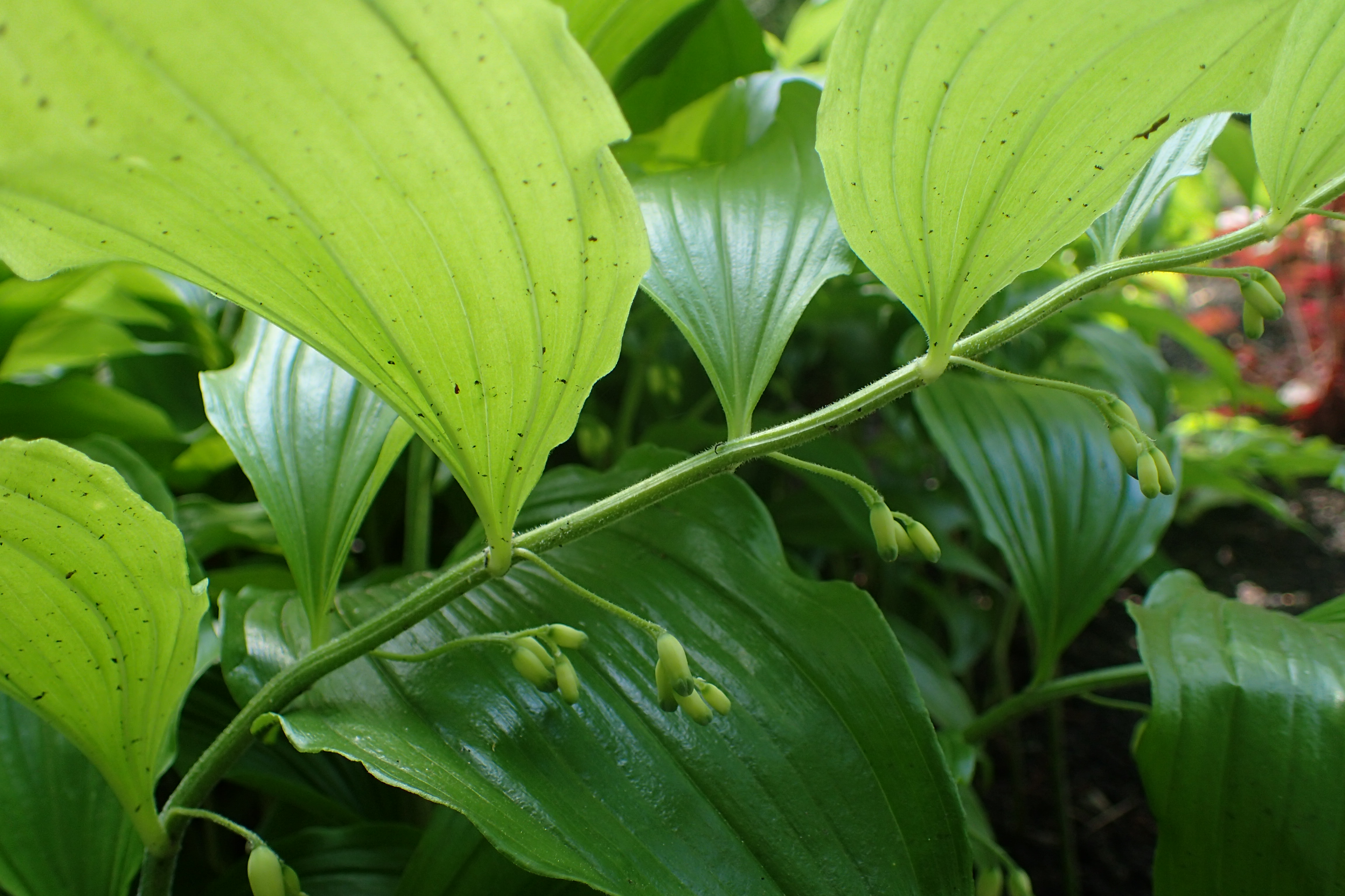 Solomon's Seal (Polygonatum biflorum) - PlantNative.org Solomon's Seal (Polygonatum biflorum) close-up showing bell-shaped flowers hanging beneath perfectly arranged leaves