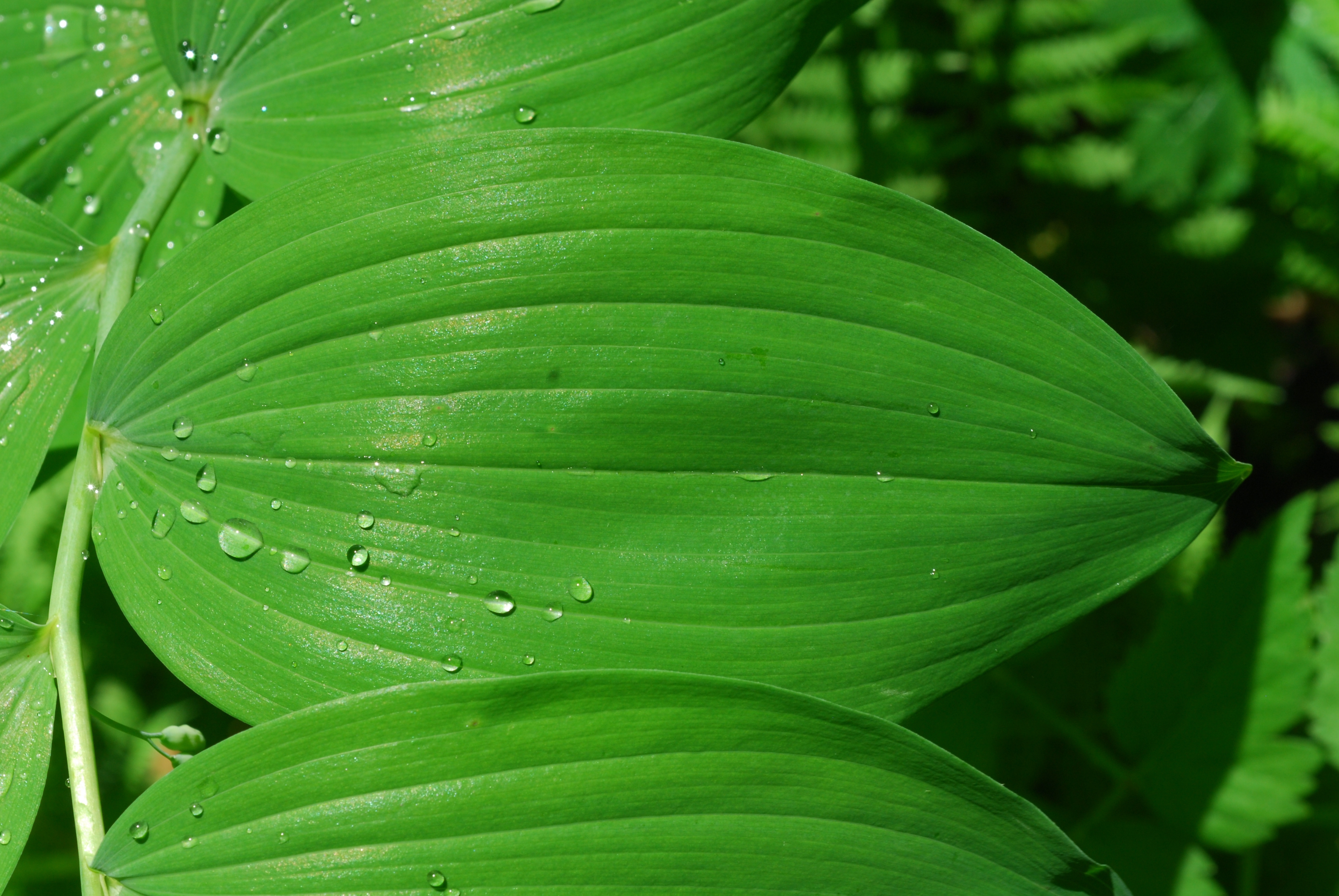 Solomon's Seal (Polygonatum biflorum) - PlantNative.org Solomon's Seal (Polygonatum biflorum) growing in its natural forest habitat with dappled sunlight