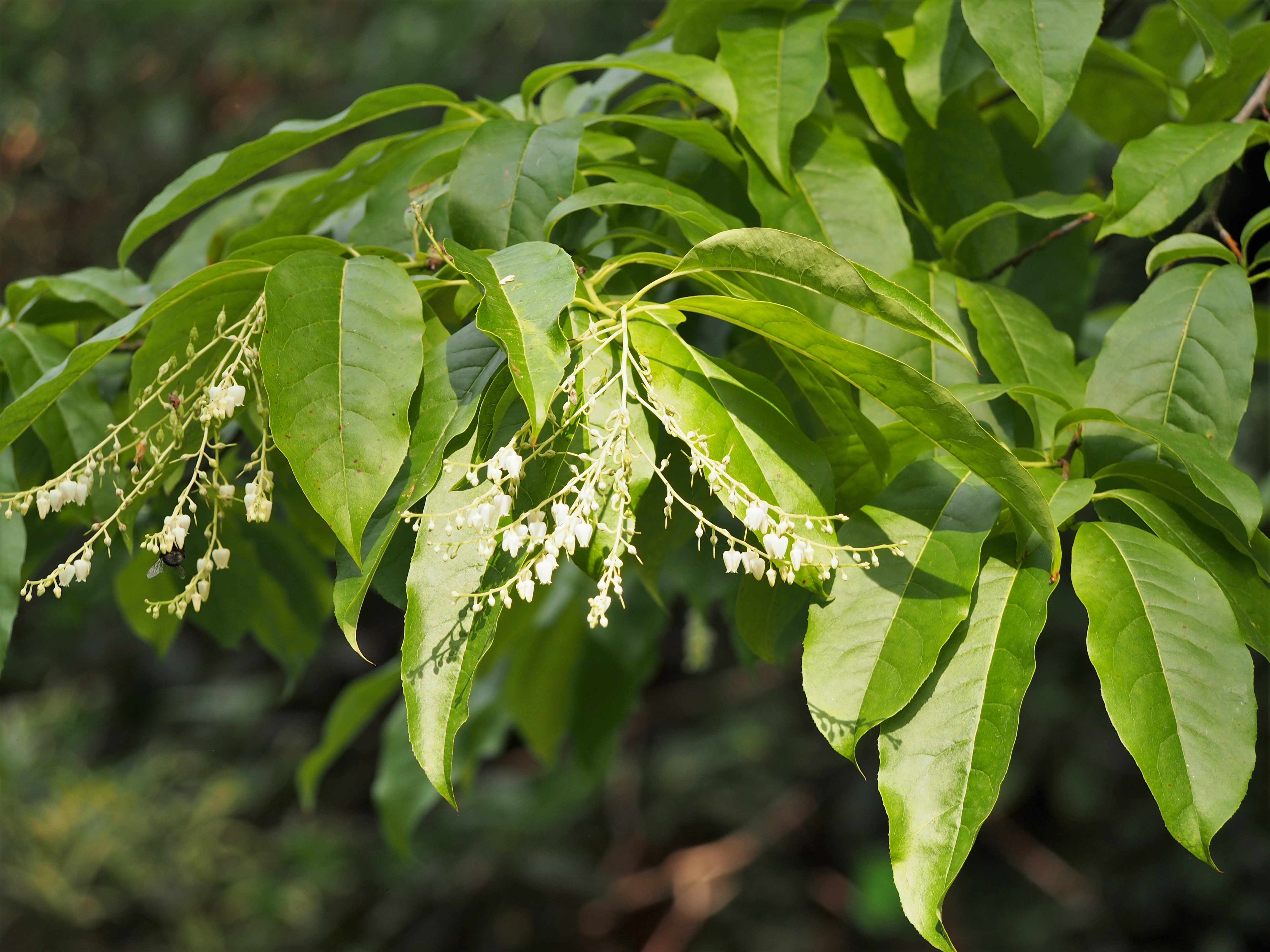Sourwood (Oxydendrum arboreum) - PlantNative.org Sourwood (Oxydendrum arboreum) tree in full bloom displaying cascading clusters of fragrant white flowers
