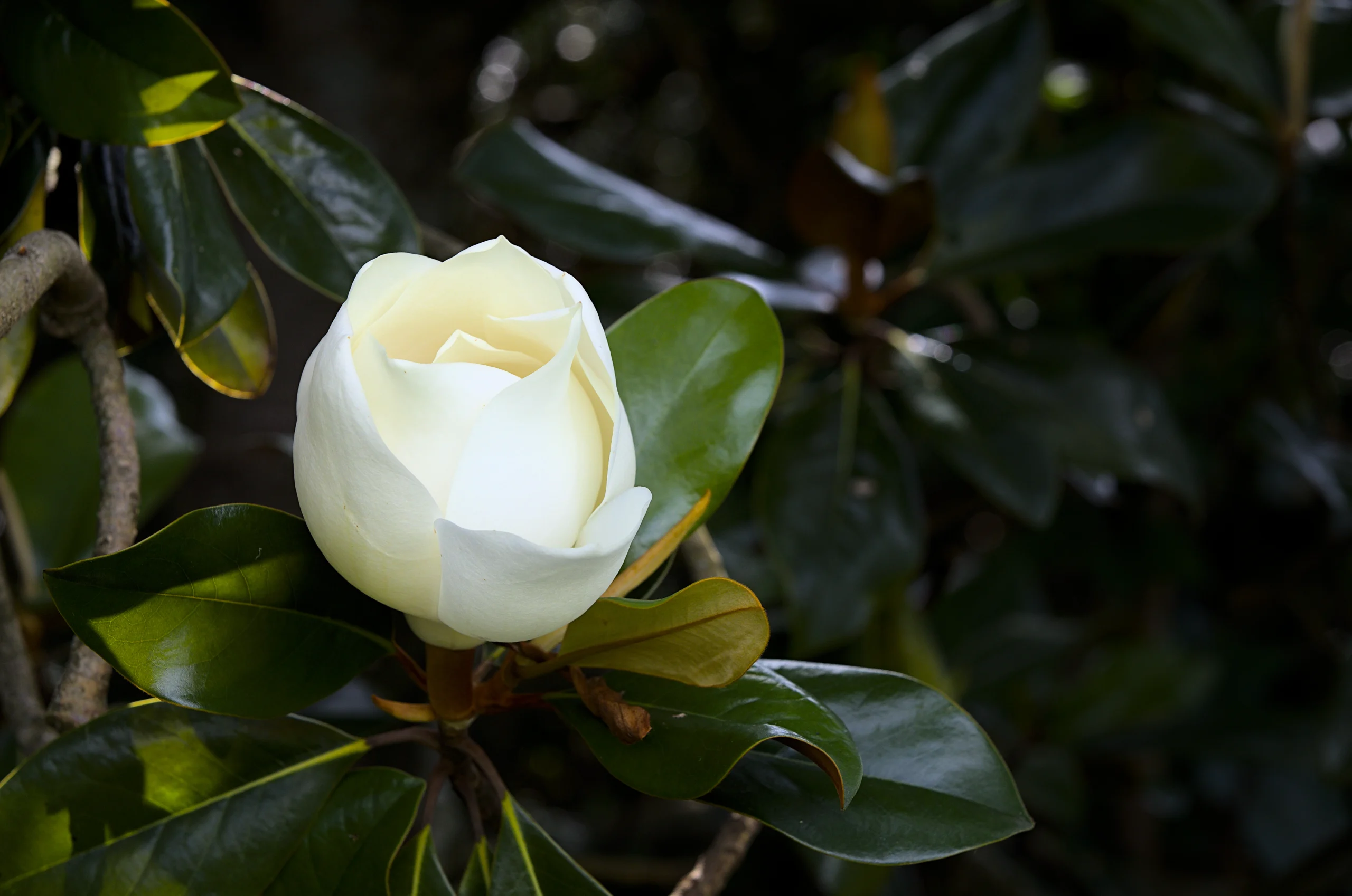 Southern Magnolia (Magnolia grandiflora)