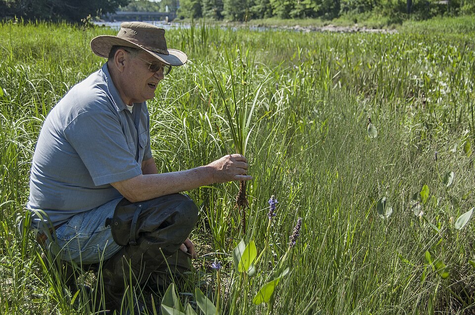 American Burreed (Sparganium americanum) growing in wetland with spiky burr-like seed heads