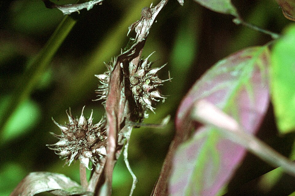 American Burreed (Sparganium americanum) showing strap-like leaves and spherical burr fruiting heads in wetland