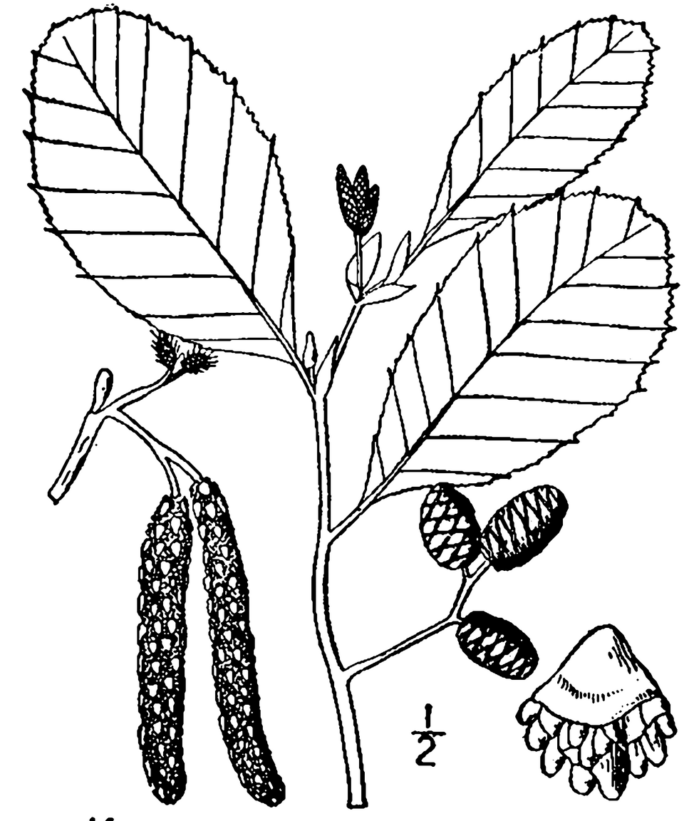 Speckled Alder (Alnus rugosa) botanical illustration showing leaves, catkins and woody seed cones