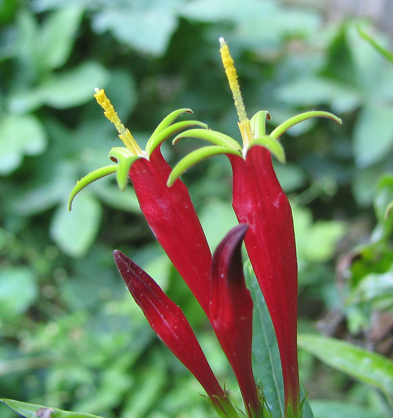 Indian Pink (Spigelia marilandica) - PlantNative.org Indian Pink (Spigelia marilandica) showing brilliant scarlet tubular flowers with yellow star-shaped interior