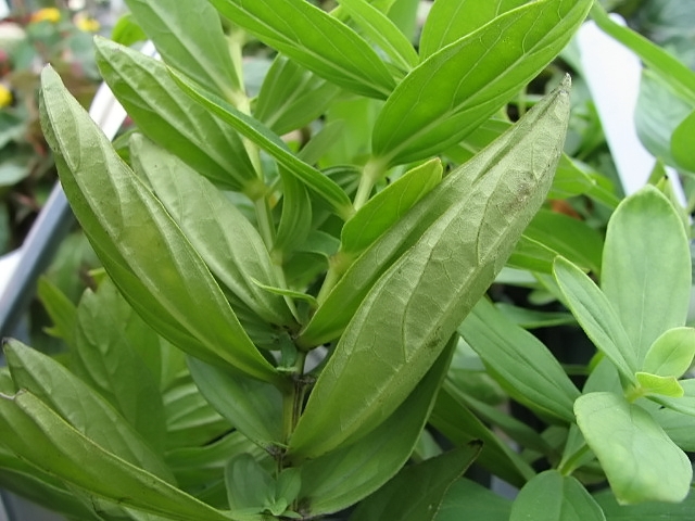 Indian Pink (Spigelia marilandica) - PlantNative.org Indian Pink (Spigelia marilandica) plant showing paired leaves and multiple flower buds at stem tip