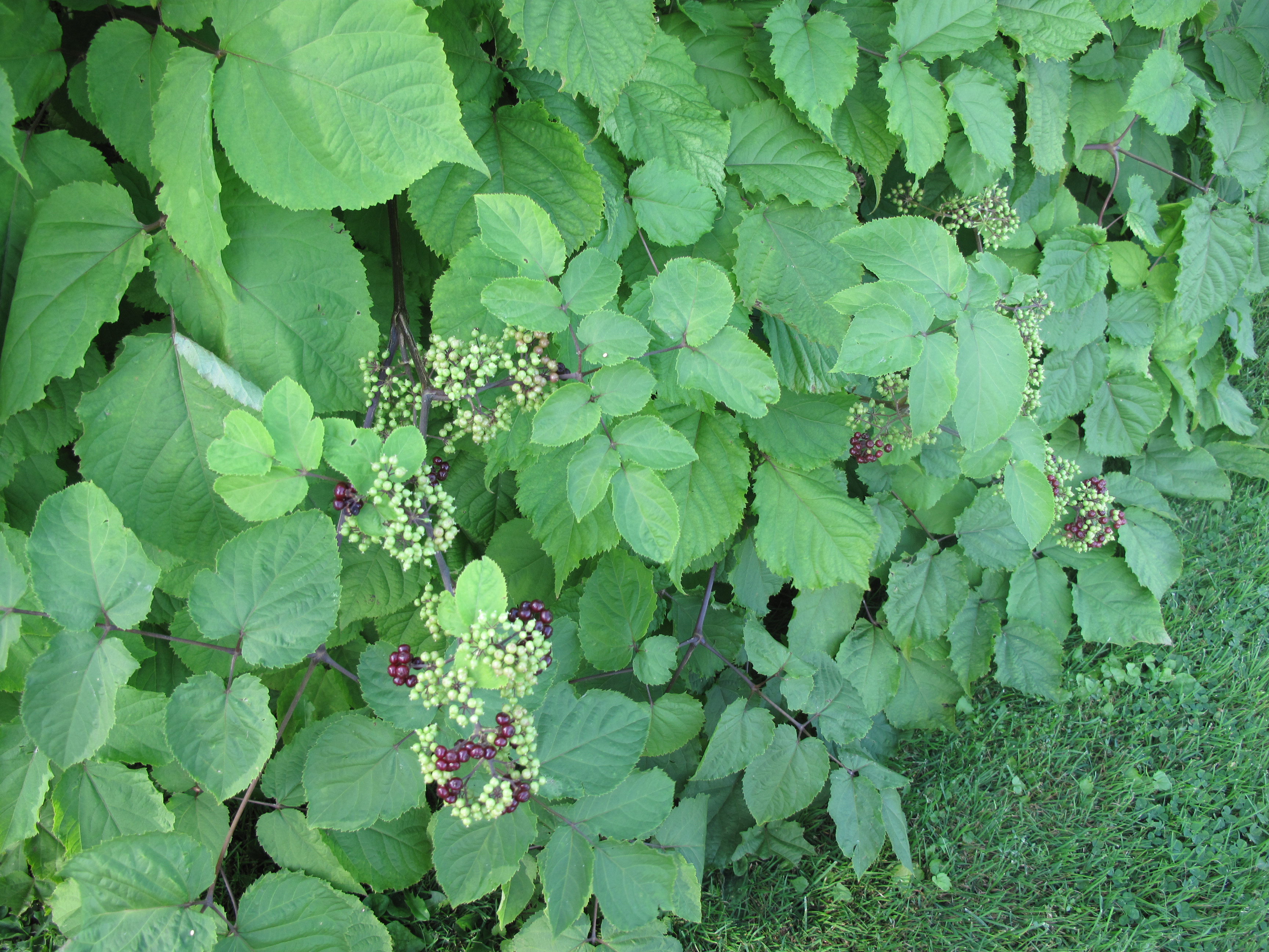 Spikenard (Aralia racemosa) showing clusters of dark reddish-purple berries ripening in late summer