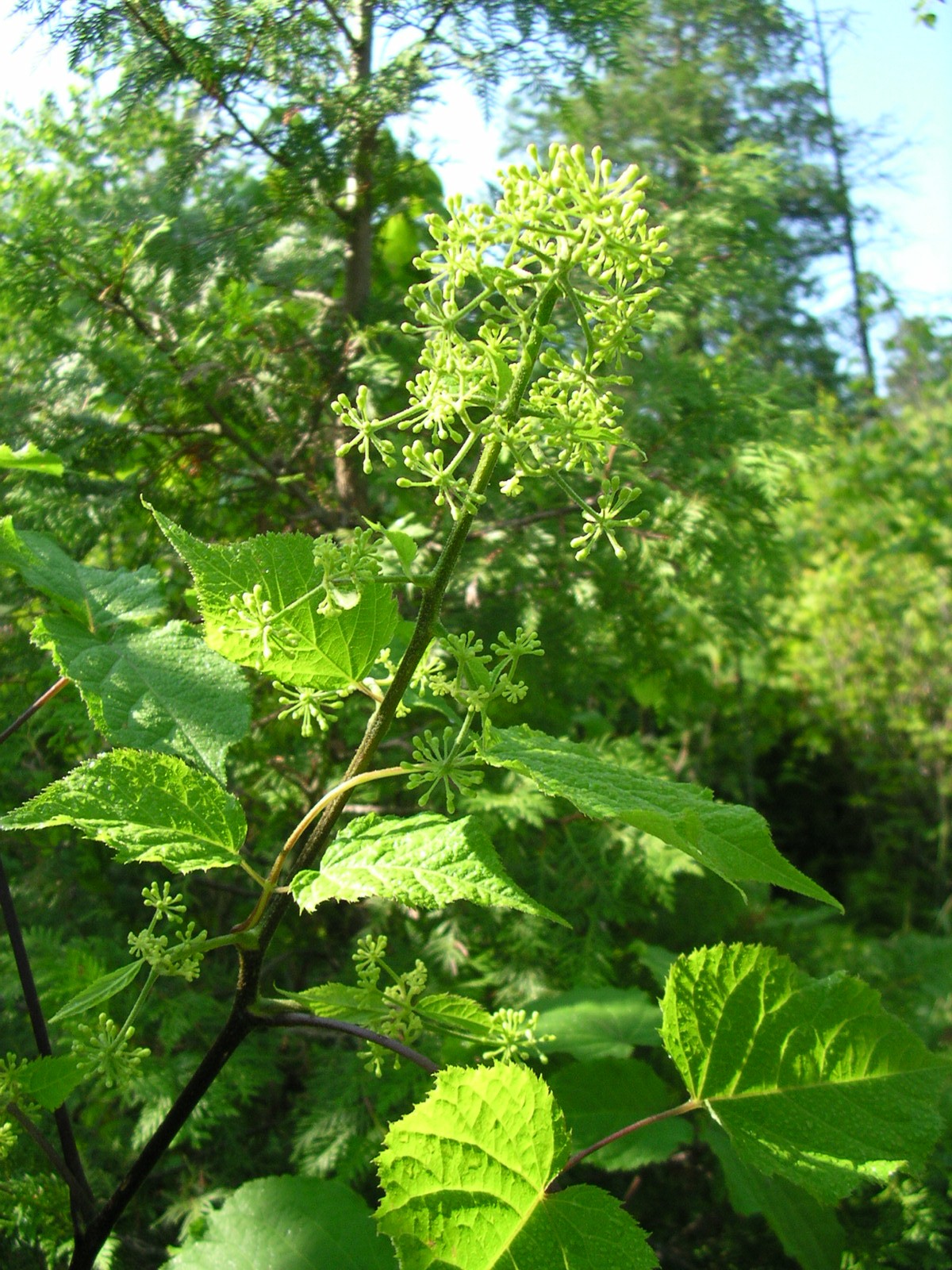 Spikenard (Aralia racemosa) showing large arching compound leaves and small white flower clusters in a woodland setting