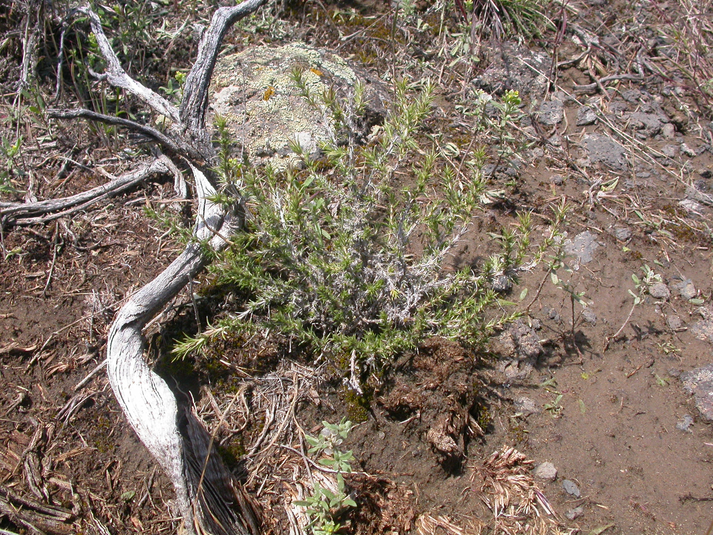 Spiny Phlox (Phlox hoodii) blooming cushion covered in white to lavender flowers on spring prairie