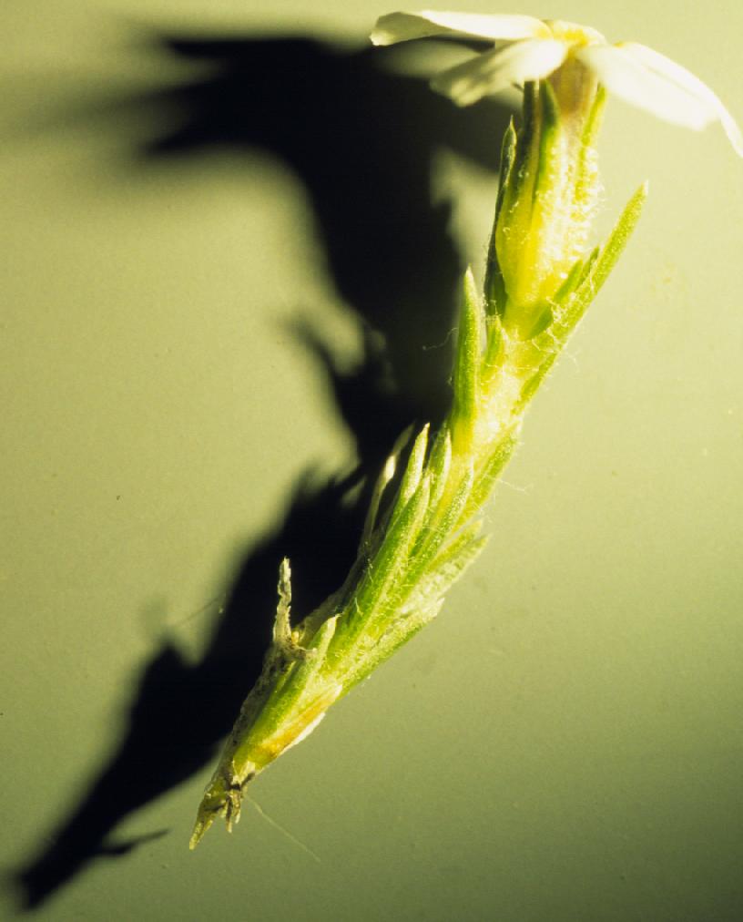 Spiny Phlox (Phlox hoodii) close-up of white flowers covering the cushion
