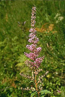Steeplebush (Spiraea tomentosa) flower detail showing dense pink blooms and woolly stems