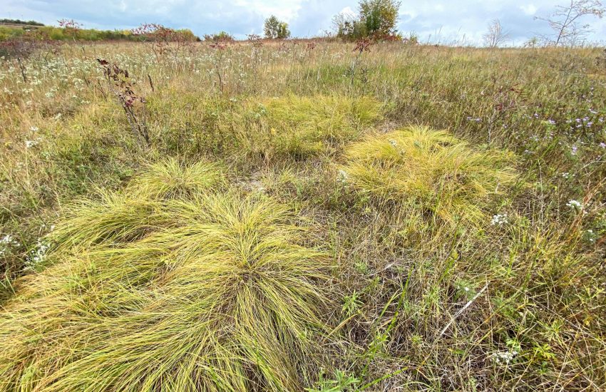 sporobolus dropseed 1