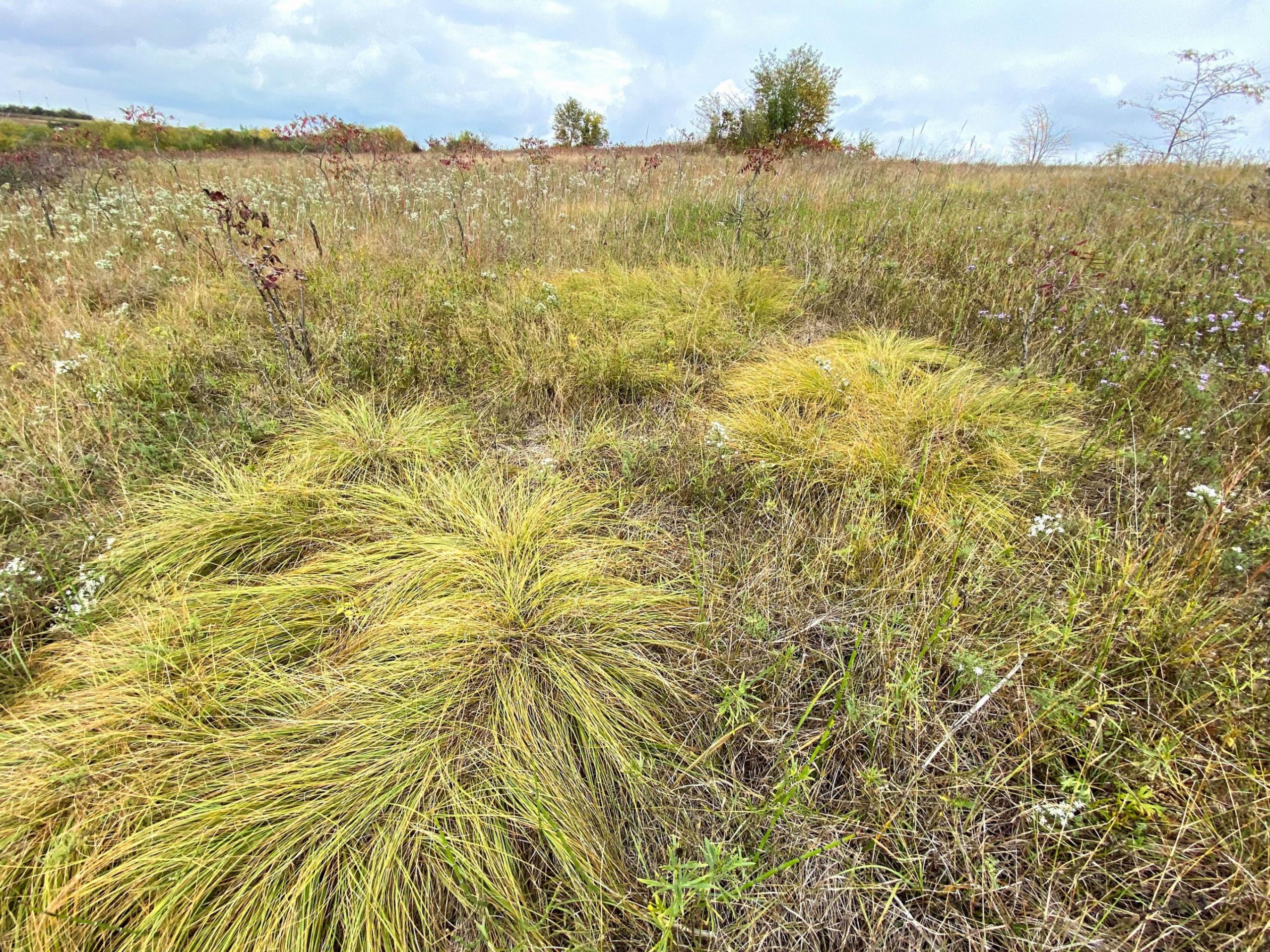 Northern Prairie Dropseed (Sporobolus heterolepis)