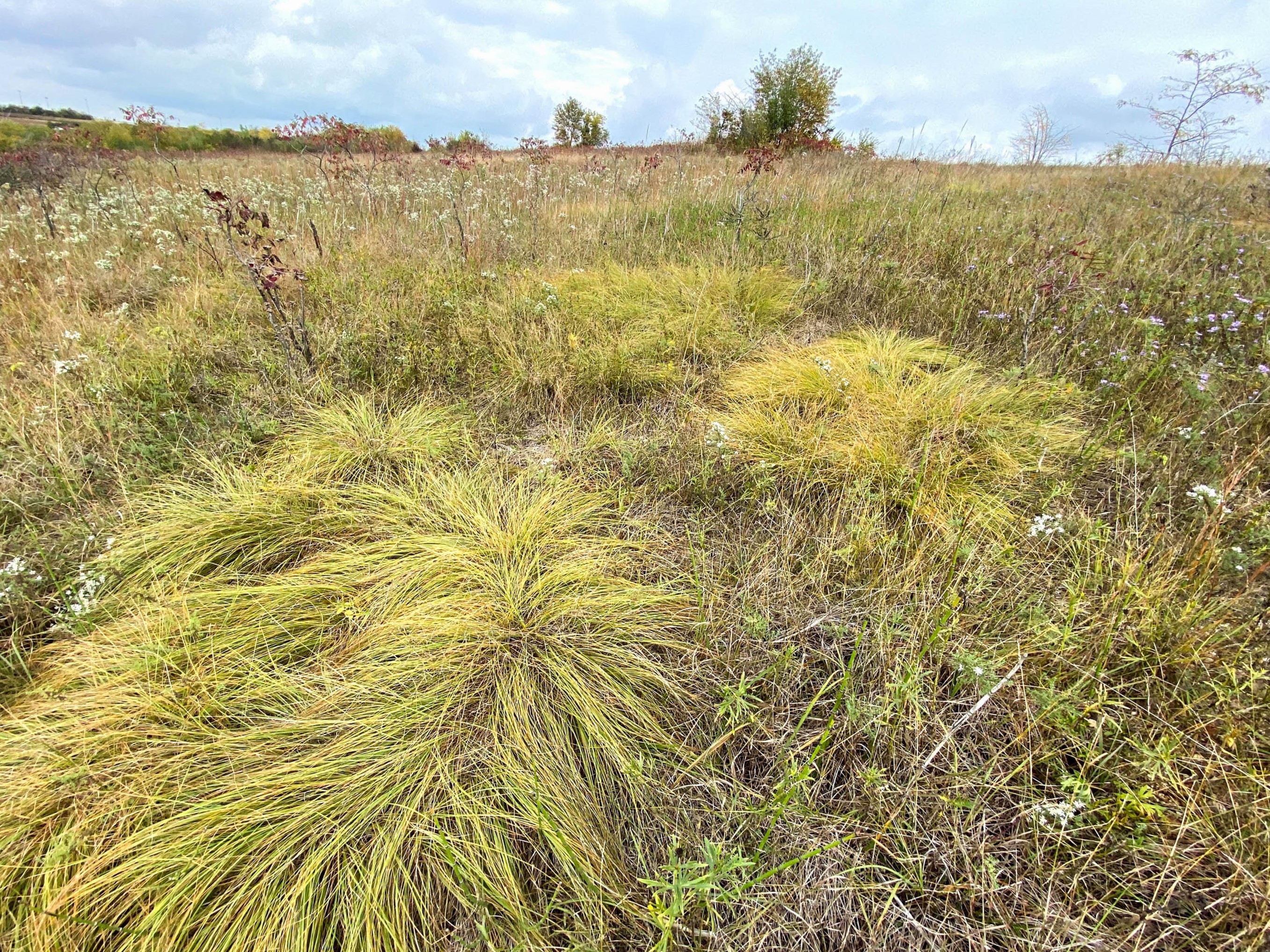 Northern Prairie Dropseed (Sporobolus heterolepis) in natural prairie setting showing characteristic fine-textured clumping grass form with airy seedheads