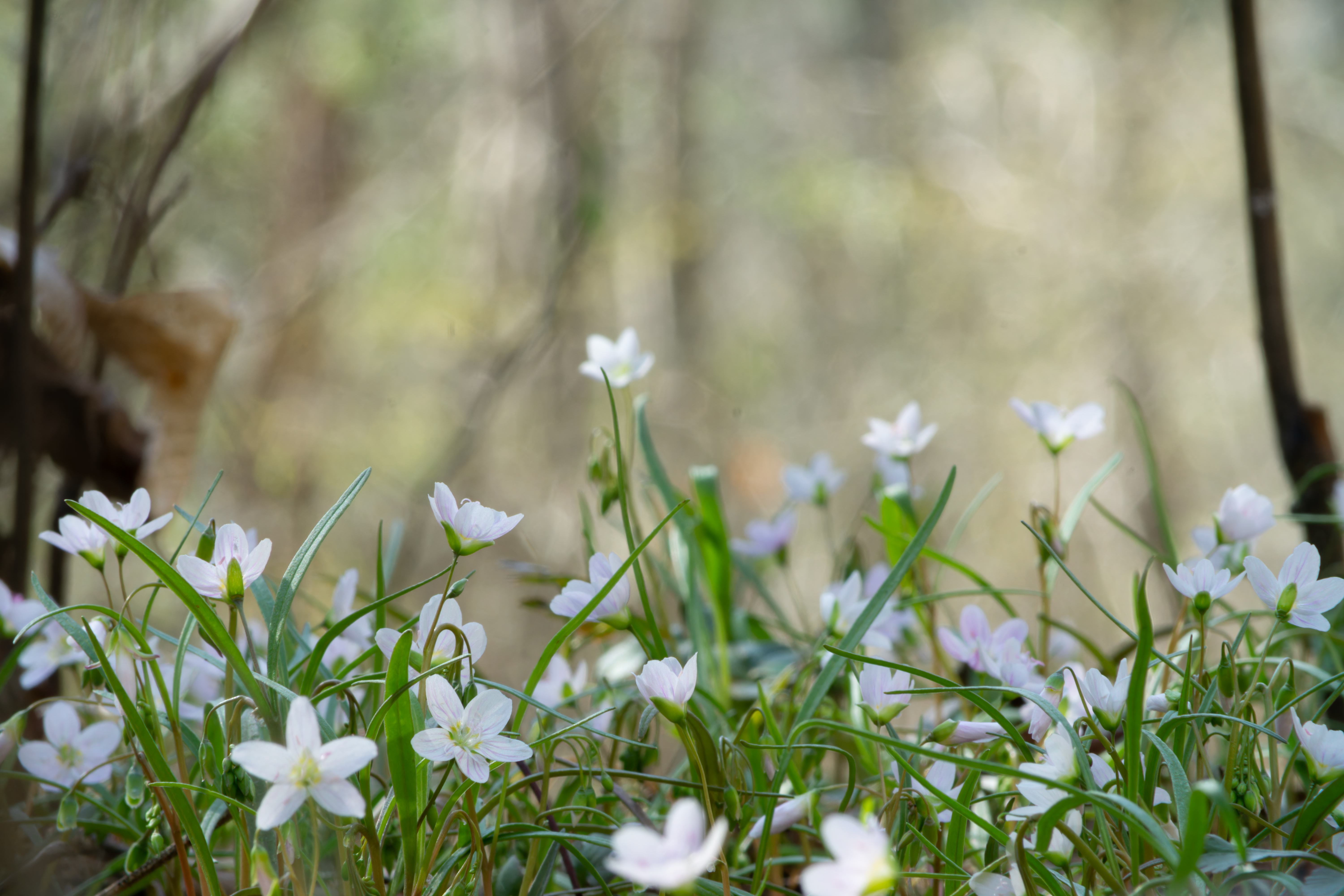 Spring Beauty (Claytonia virginica) showing delicate pink-striped white flowers in woodland setting