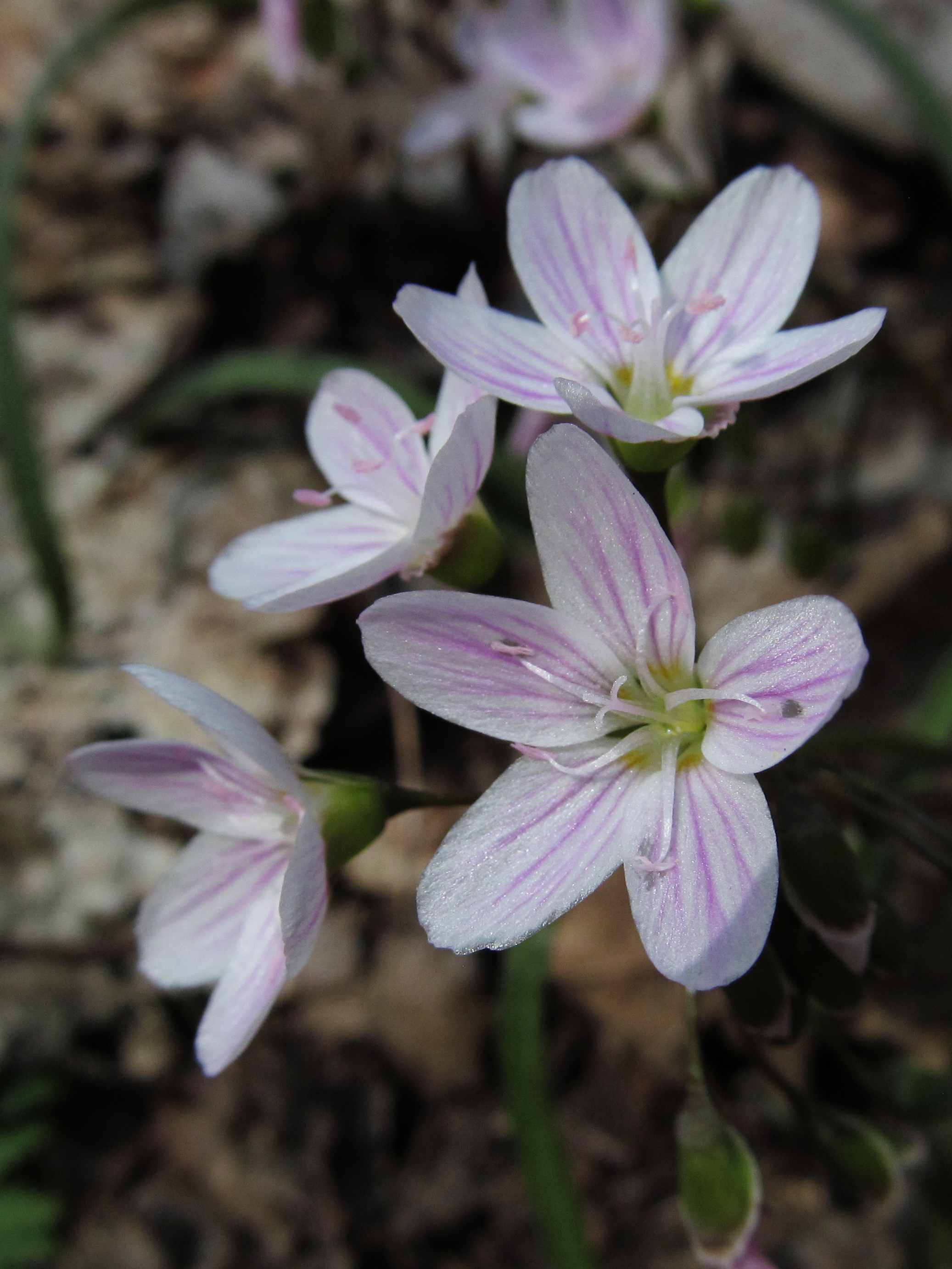 Spring Beauty (Claytonia virginica) colony in woodland showing many pink-veined flowers among leaf litter