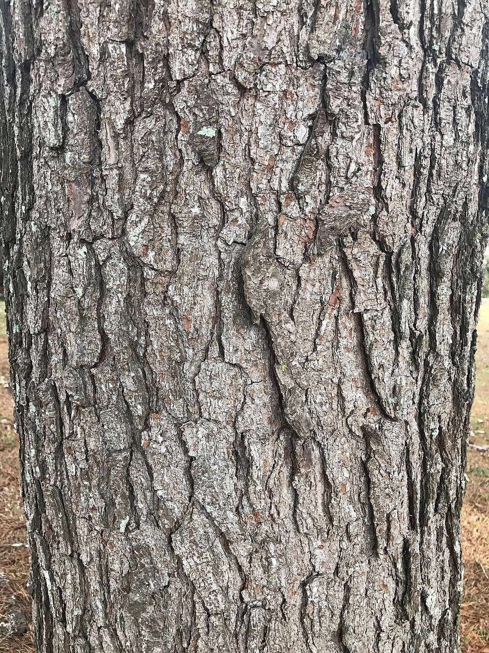 Spruce Pine (Pinus glabra) - PlantNative.org Spruce Pine (Pinus glabra) showing short twisted needle pairs and small cones on branches