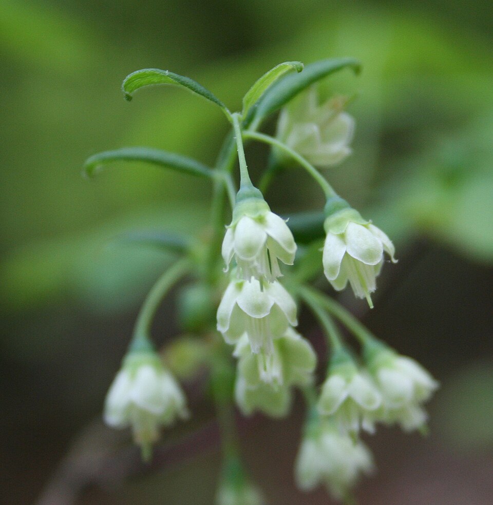 Squaw Huckleberry (Vaccinium stamineum) white bell-shaped flowers hanging from branch