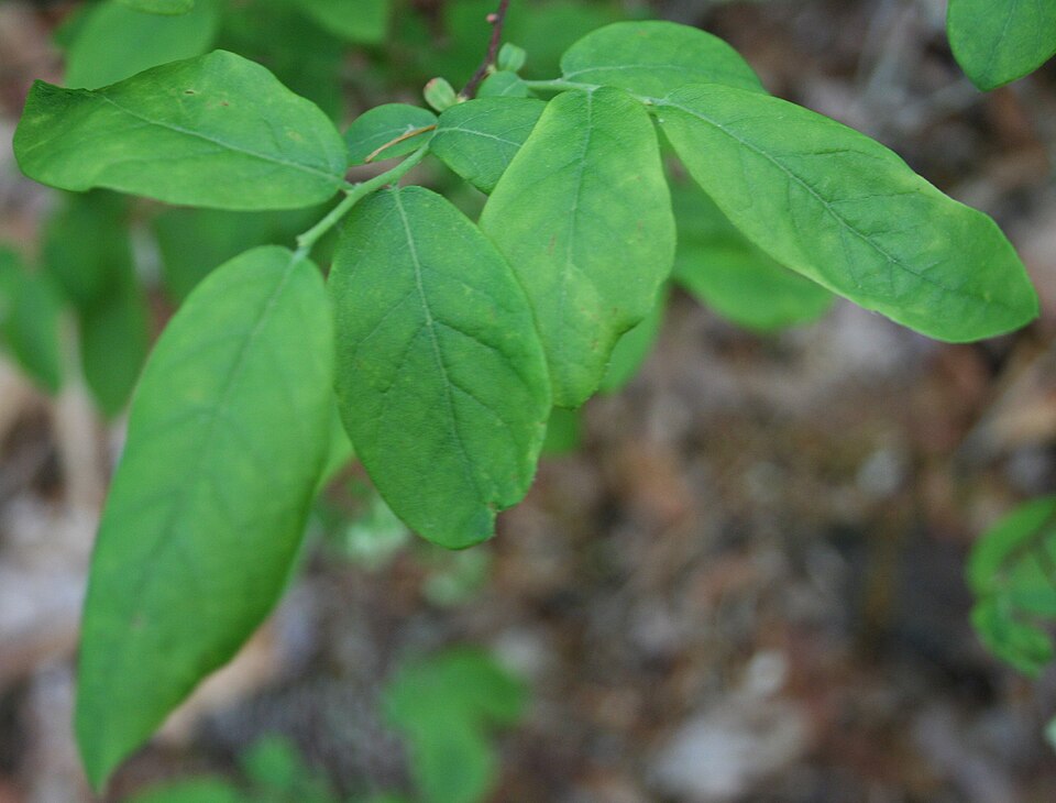 Squaw Huckleberry (Vaccinium stamineum) showing oval leaves and general shrub structure