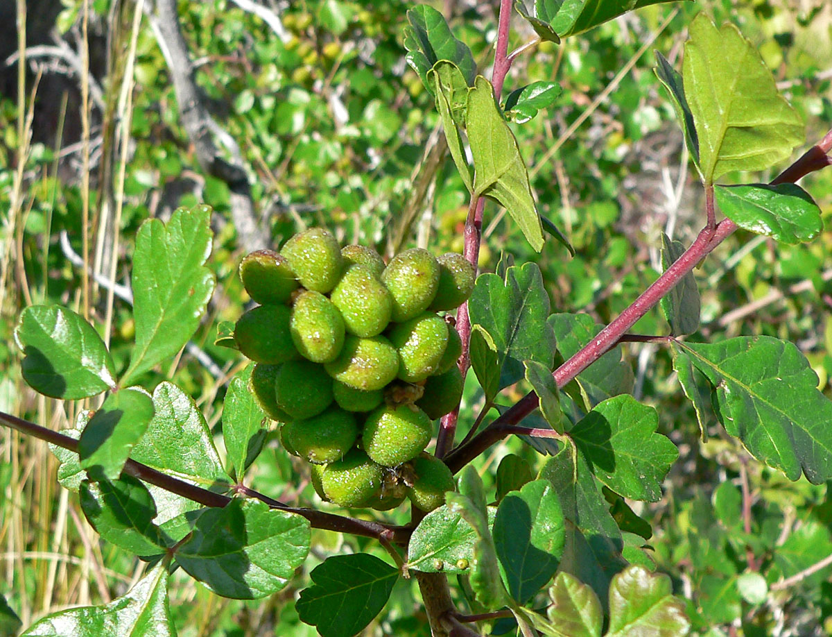 Squawbush Sumac (Rhus trilobata) - PlantNative.org Squawbush Sumac (Rhus trilobata) shrub with clusters of small red berries and three-lobed leaves