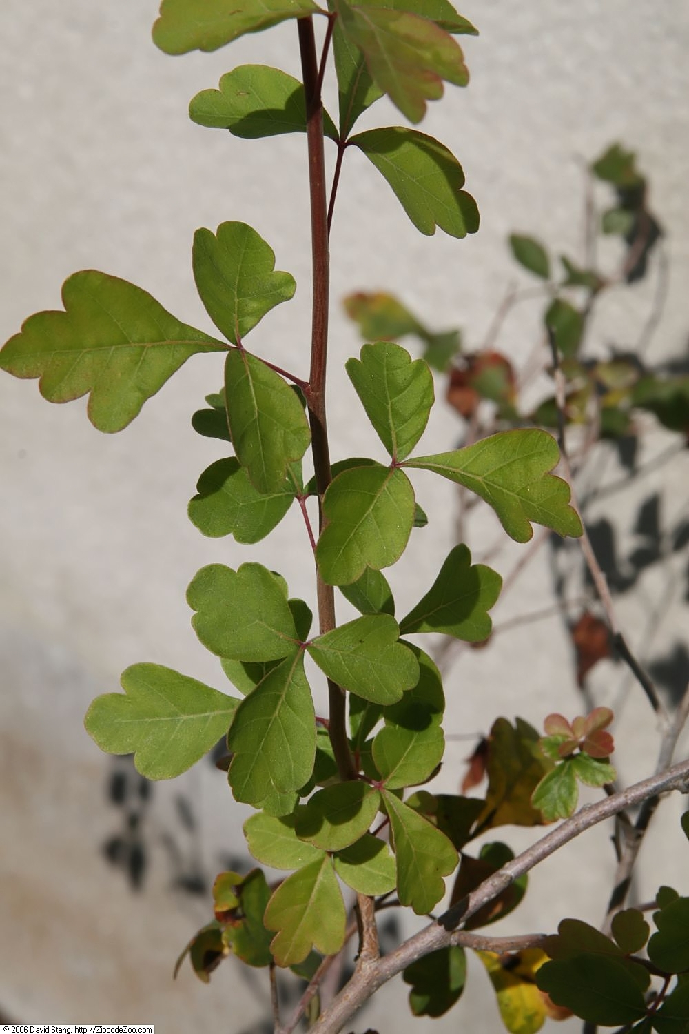 Squawbush Sumac (Rhus trilobata) - PlantNative.org Squawbush Sumac (Rhus trilobata) brilliant scarlet fall foliage