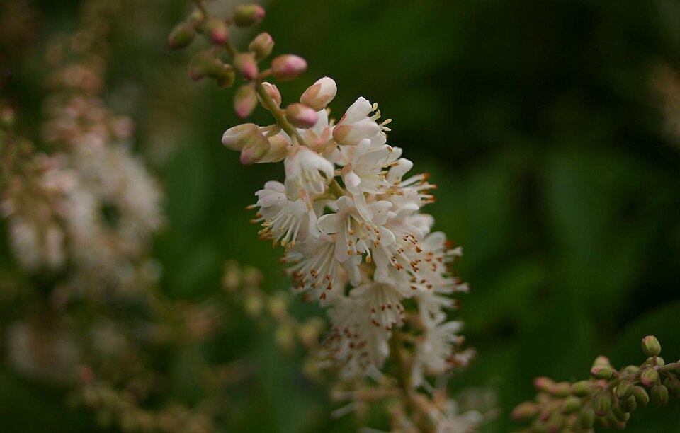 Summersweet (Clethra alnifolia) - PlantNative.org Summersweet (Clethra alnifolia) showing dense upright spikes of fragrant white flowers in midsummer bloom