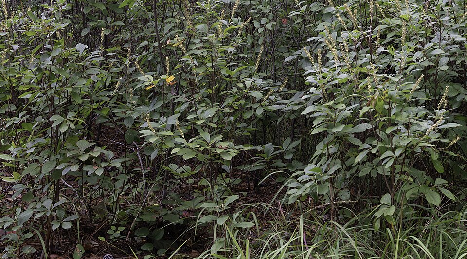 Summersweet (Clethra alnifolia) - PlantNative.org Summersweet (Clethra alnifolia) in a naturalistic garden setting showing its dense shrub habit and glossy foliage
