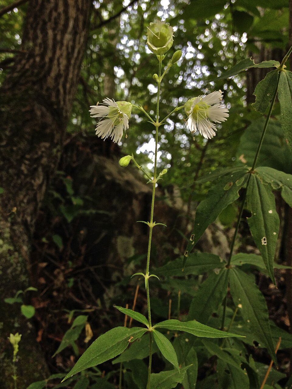 Starry Campion (Silene stellata) - PlantNative.org Plant photo