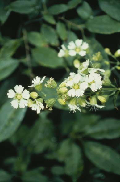 Starry Campion (Silene stellata) - PlantNative.org Plant photo