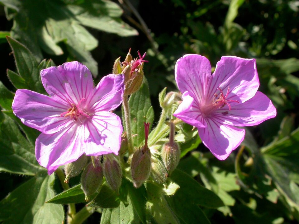 Sticky Geranium (Geranium viscosissimum) showing pink-purple flowers with dark veins in mountain meadow