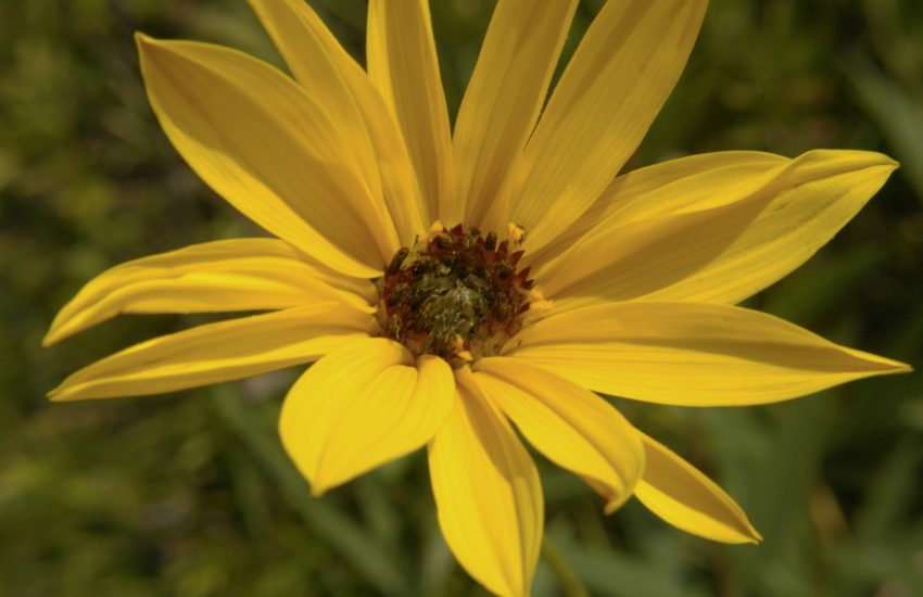 stiff sunflower flower