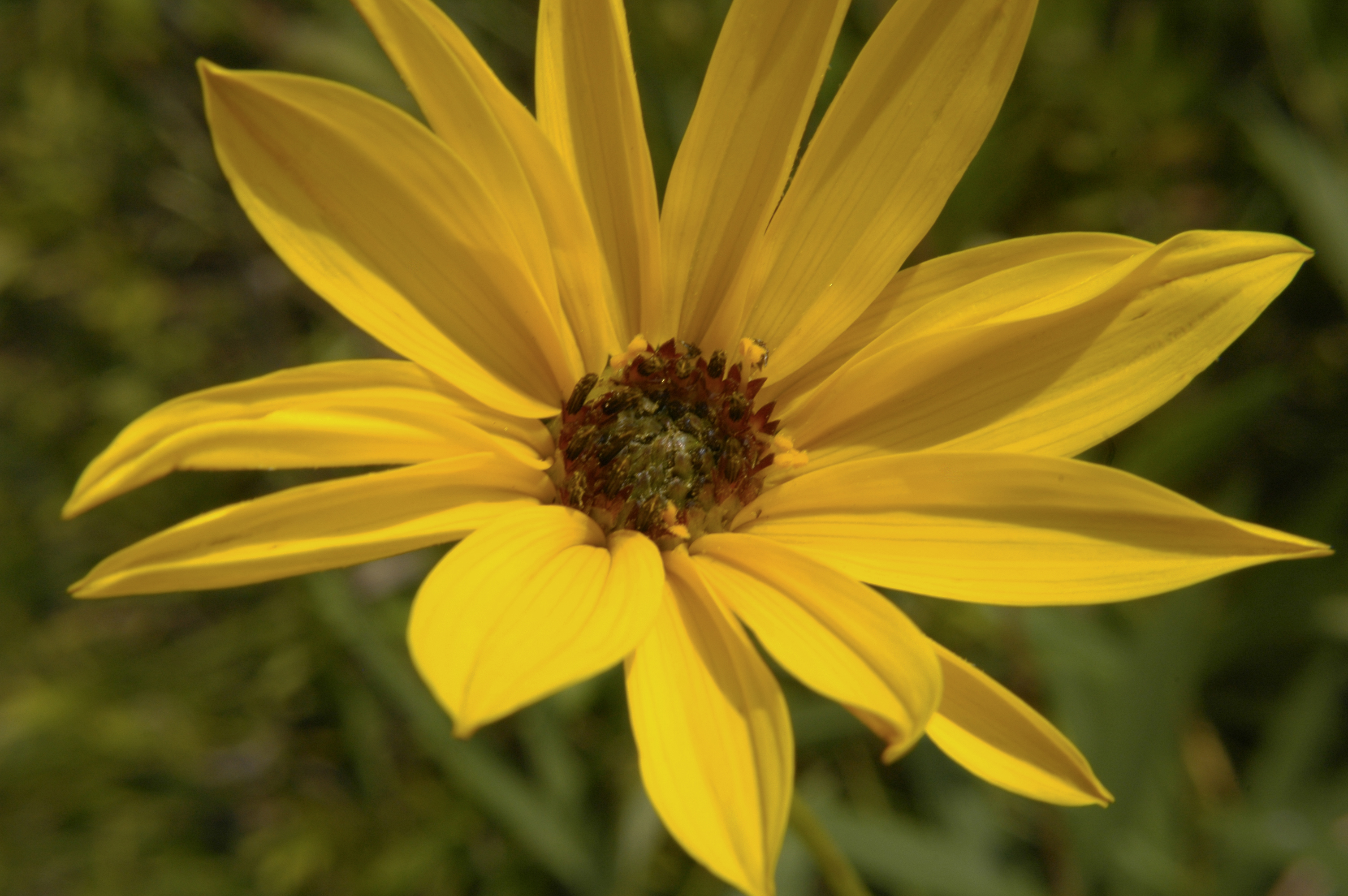 Stiff Sunflower (Helianthus rigidus) flower showing bright yellow ray petals and distinctive dark red disk florets