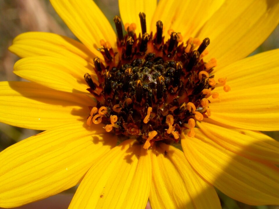 Stiff Sunflower (Helianthus rigidus) detail