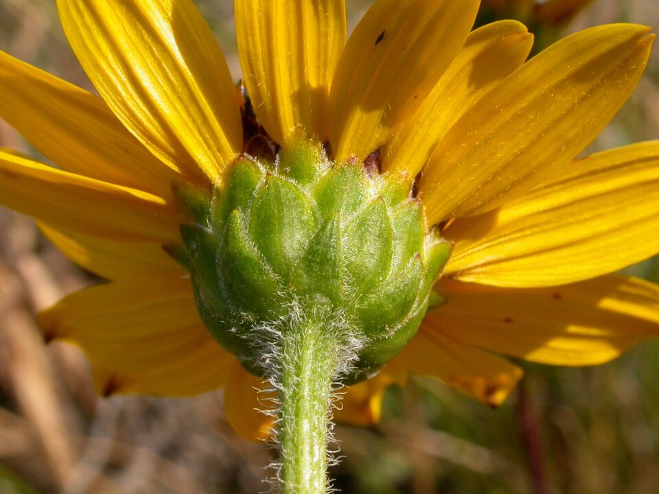 Stiff Sunflower (Helianthus rigidus) in landscape