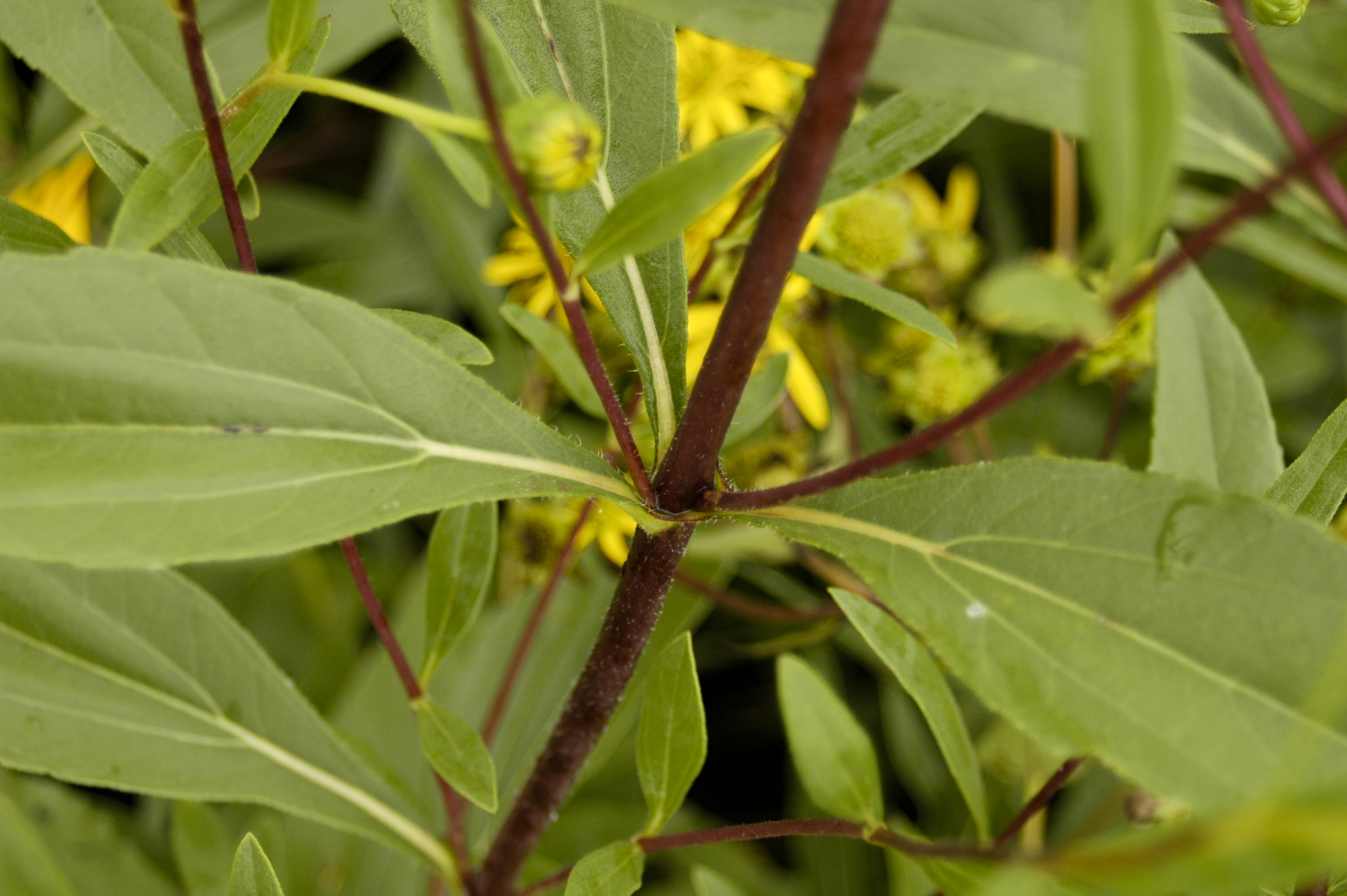 Stiff Sunflower (Helianthus rigidus) stem showing rough, hairy texture and characteristic leaf arrangement