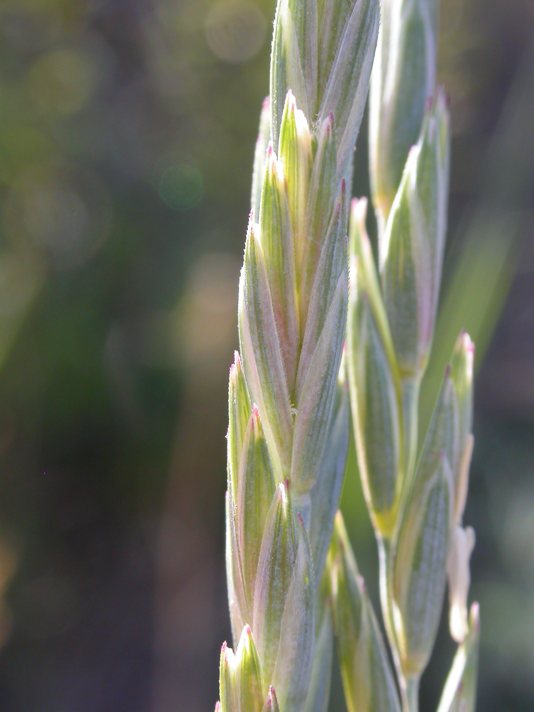 Streambank Wheatgrass (Elymus lanceolatus) growing in native grassland