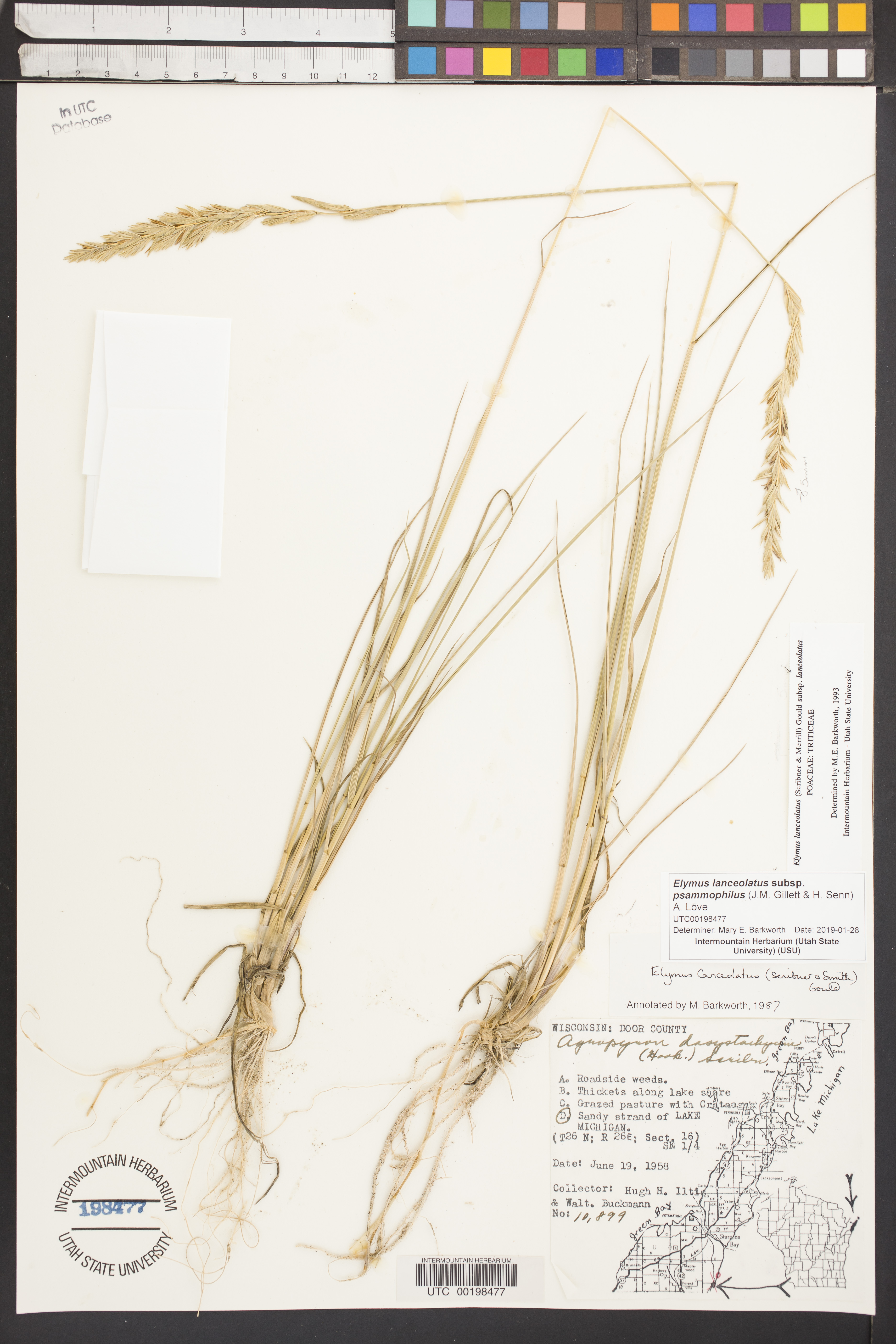 Streambank Wheatgrass (Elymus lanceolatus) in sandy habitat showing sod-forming growth