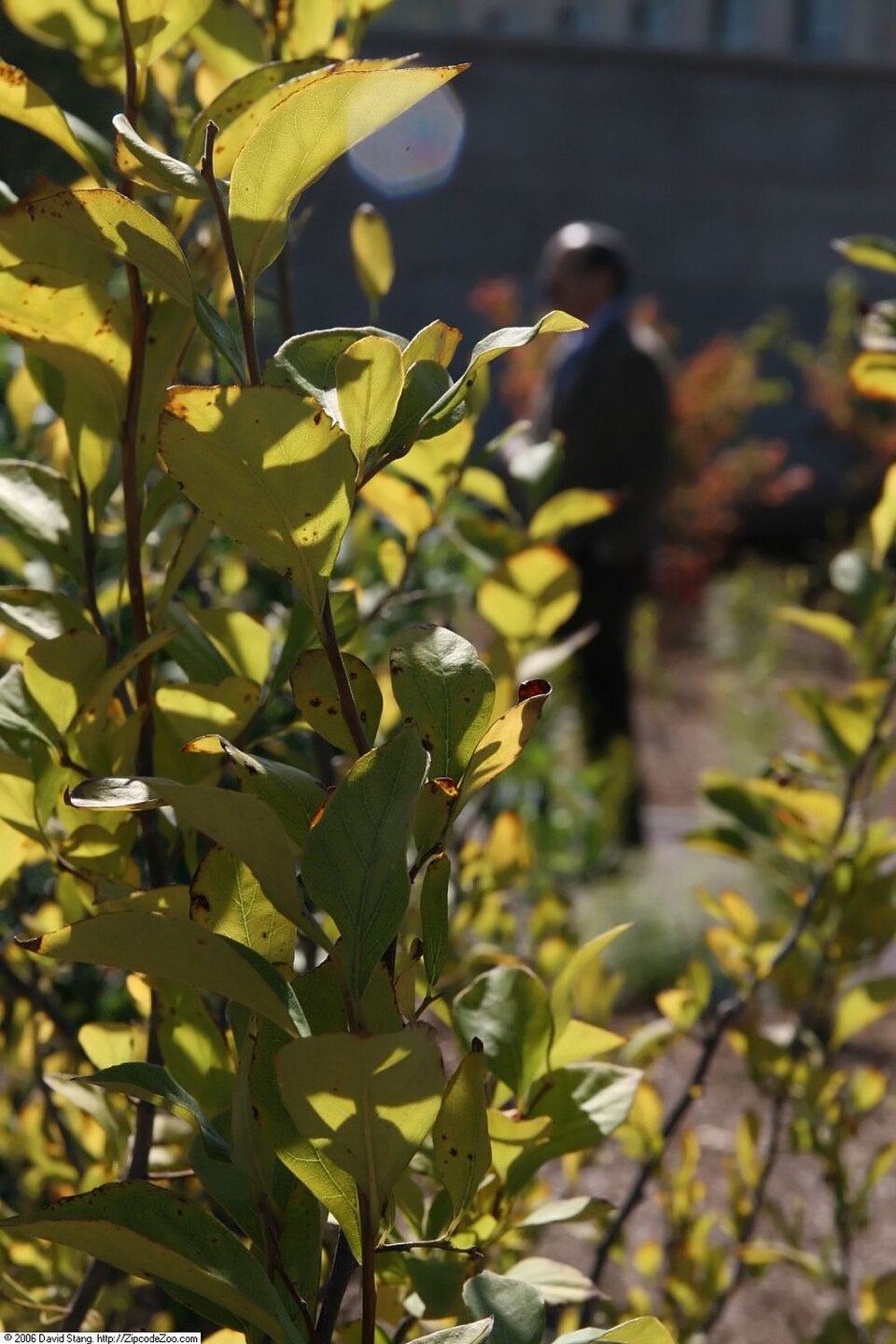 American Snowbell (Styrax americanus) close-up of white pendant flowers with yellow stamens