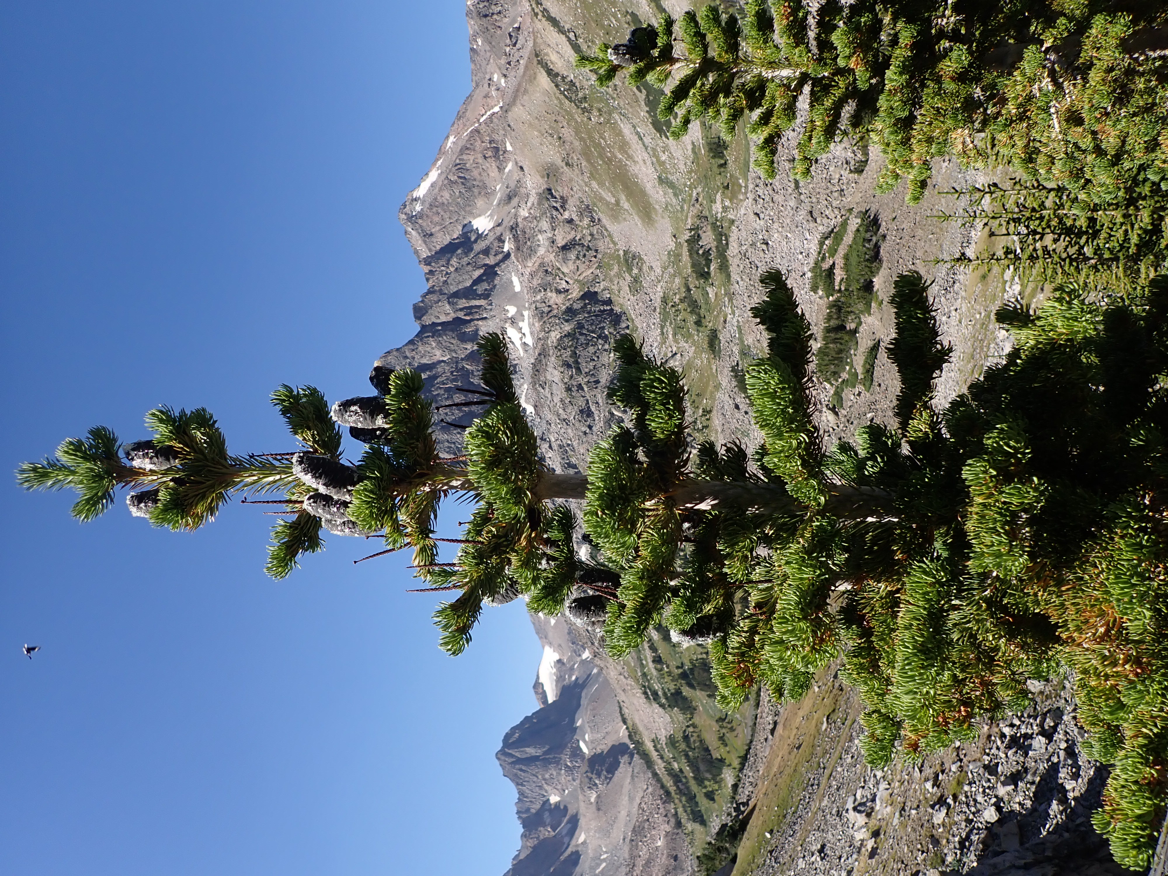 Subalpine Fir (Abies lasiocarpa) spire-shaped trees on a high mountain slope in Utah showing narrow, dense crown form