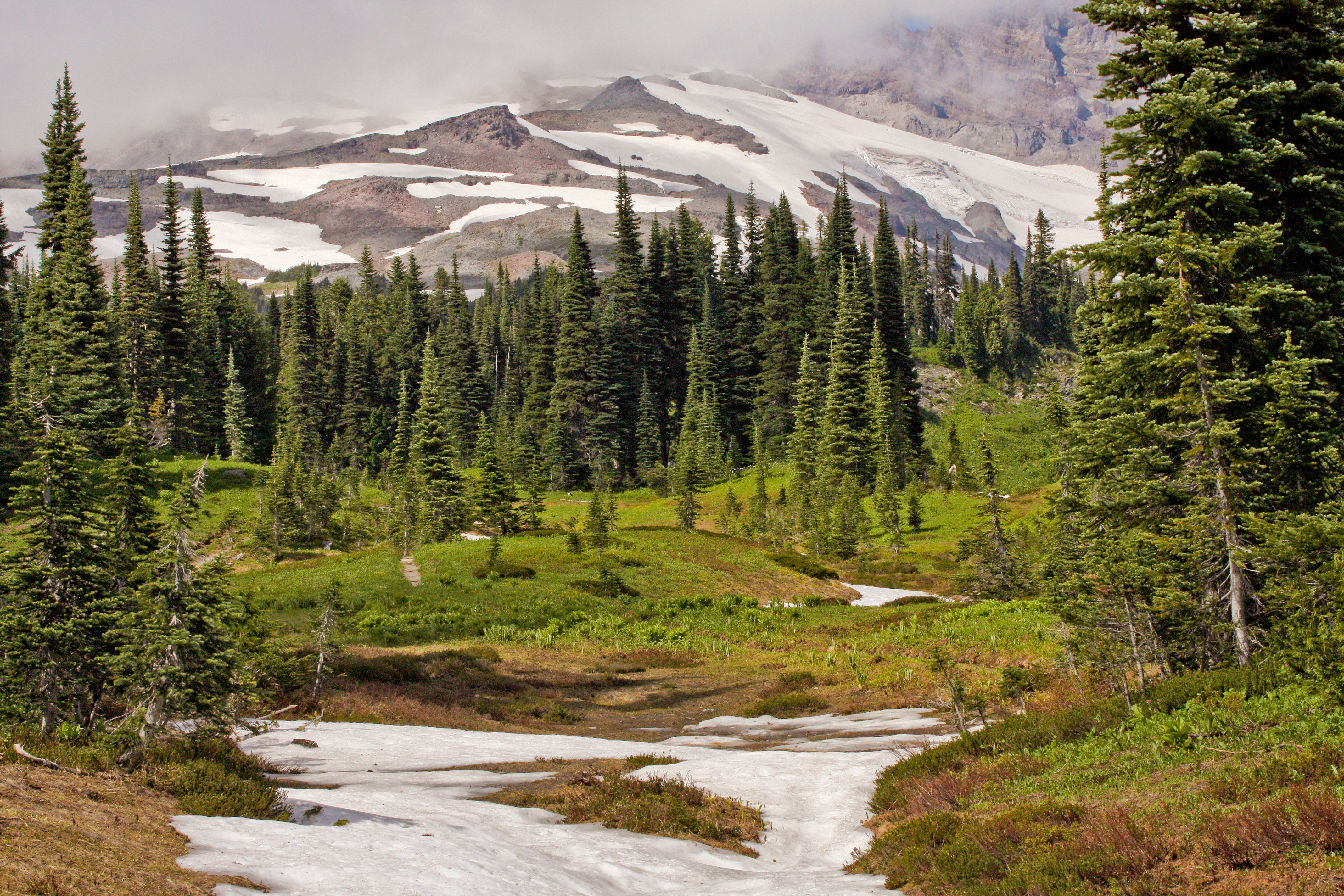Subalpine Fir (Abies lasiocarpa) showing characteristic upright purple-black cones and blue-green flattened needles