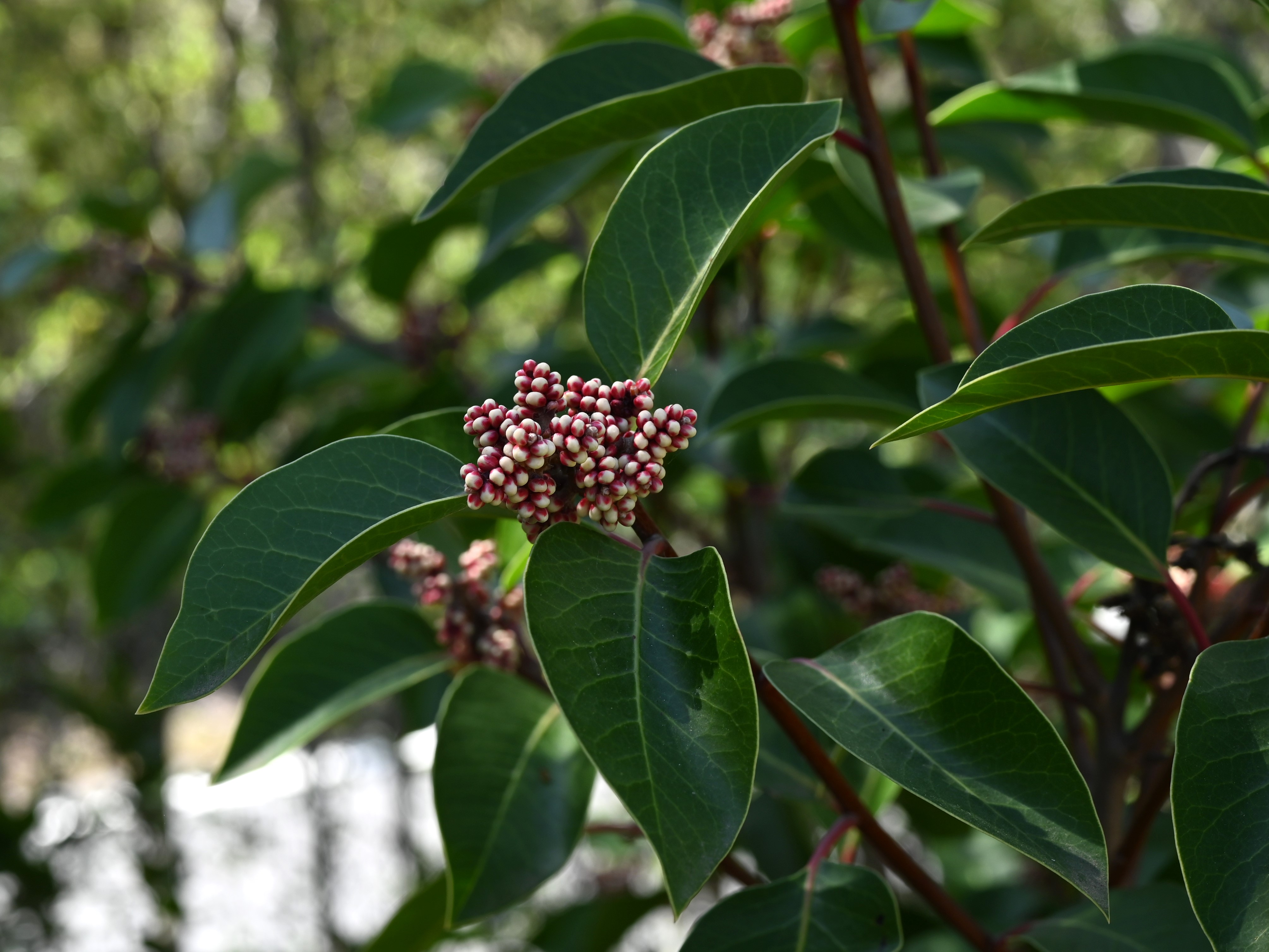 Sugar Sumac (Rhus ovata) evergreen shrub showing large, leathery, glossy leaves and compact mounding form typical of chaparral habitat