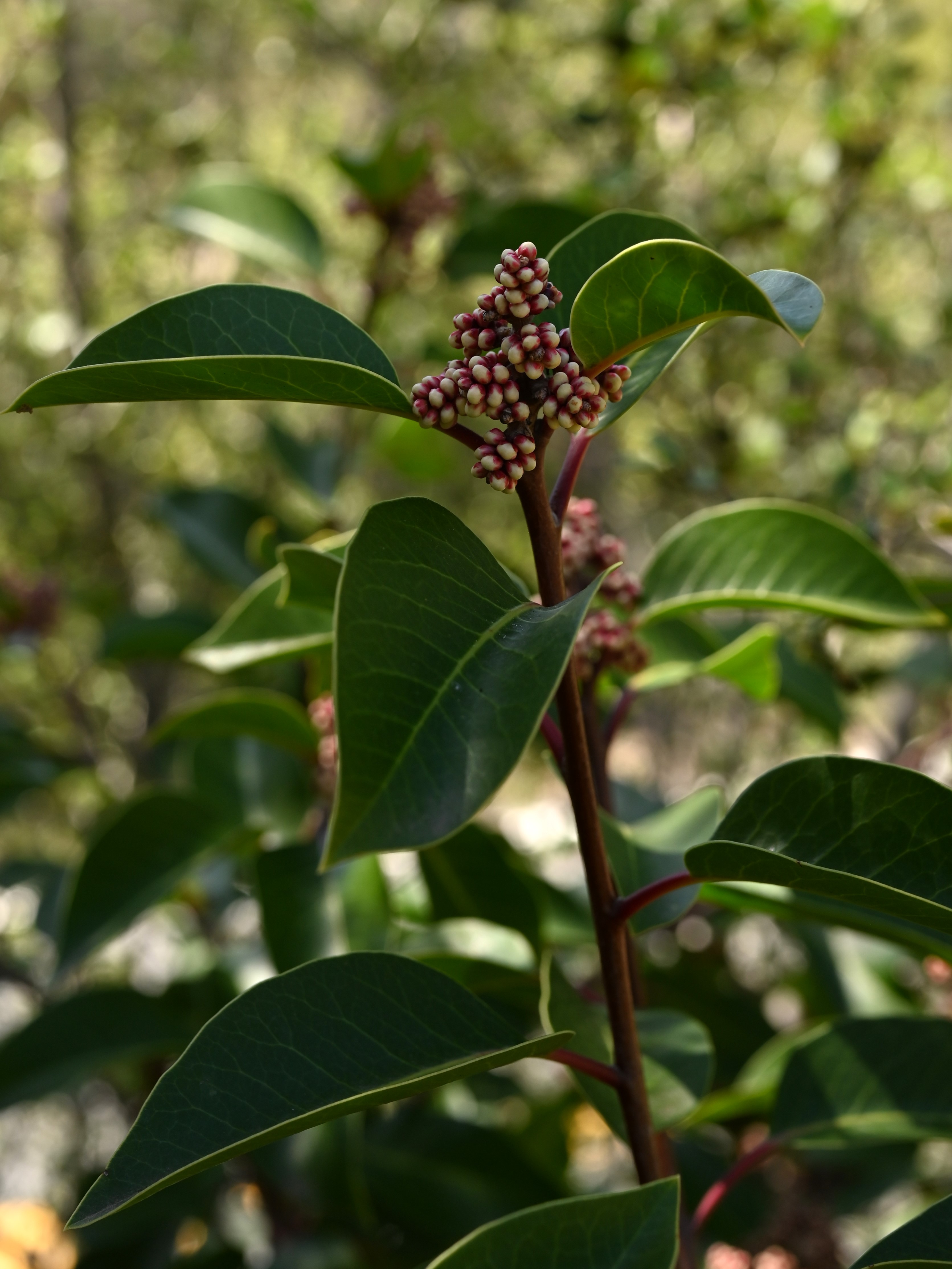 Sugar Sumac (Rhus ovata) close-up showing the large leathery leaves with their characteristic folded midrib and the red fruit clusters