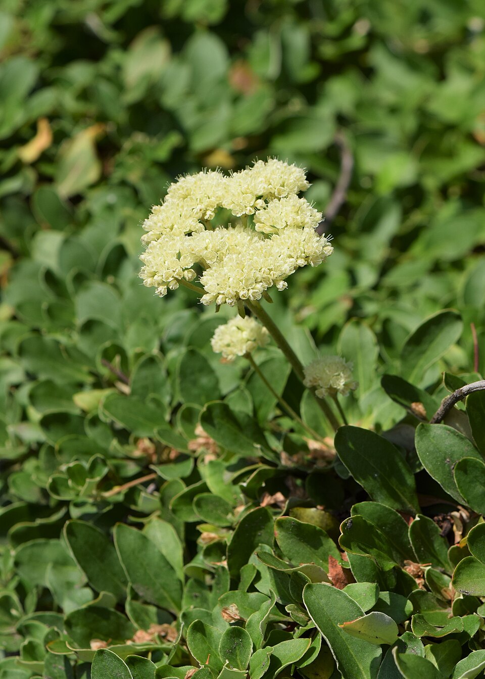 Sulfur Buckwheat (Eriogonum umbellatum) - PlantNative.org Sulfur Buckwheat (Eriogonum umbellatum) showing bright yellow flower clusters above gray-green mat foliage